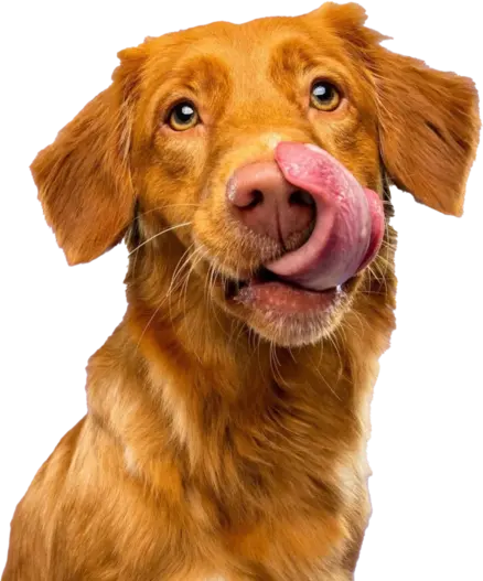 Как PEDIGREE® учитывает особенности собак