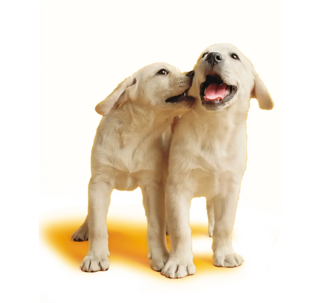 Каталог кормов PEDIGREE® для щенков