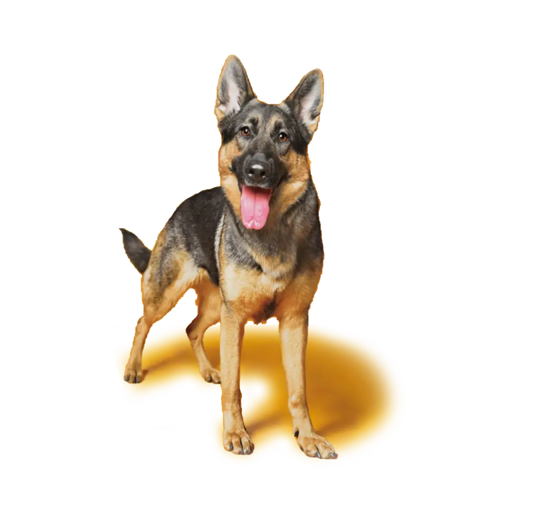 Каталог кормов PEDIGREE® для крупных собак