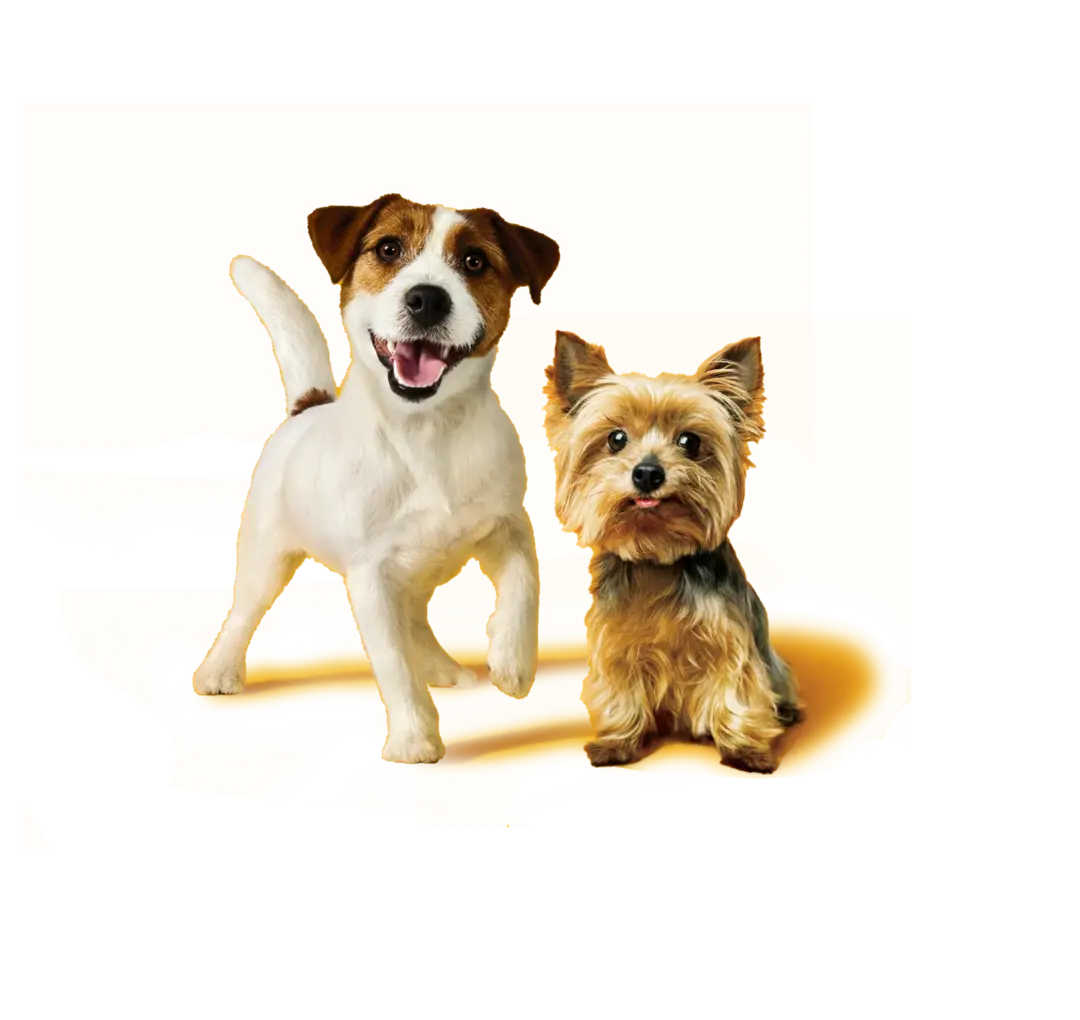 Каталог кормов PEDIGREE® для маленьких собак