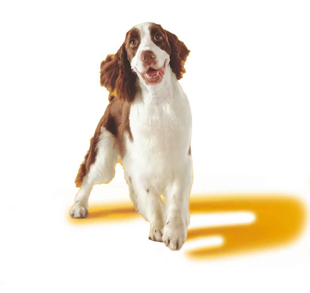 Каталог кормов PEDIGREE® для средних собак