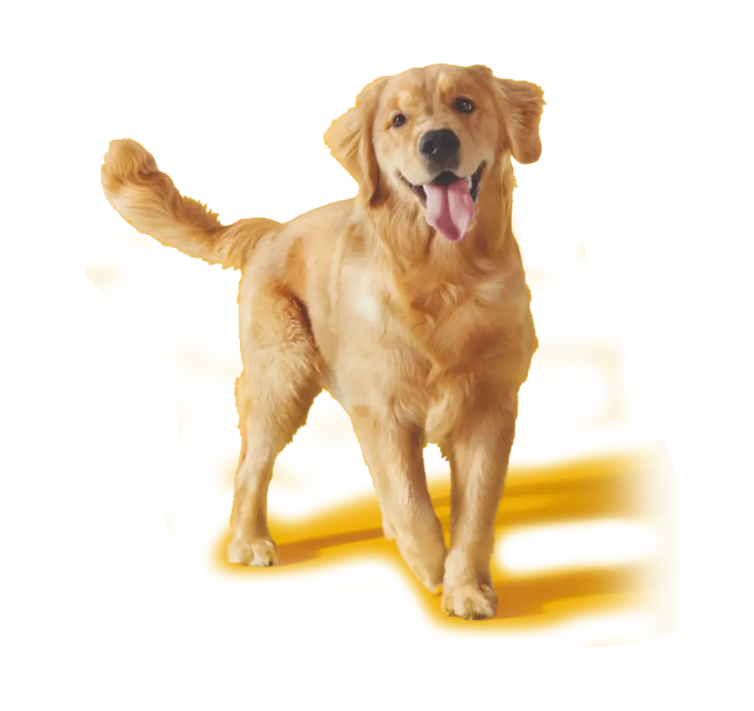 Каталог кормов PEDIGREE® для взрослых собак