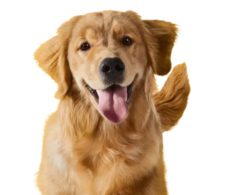 Каталог кормов PEDIGREE®