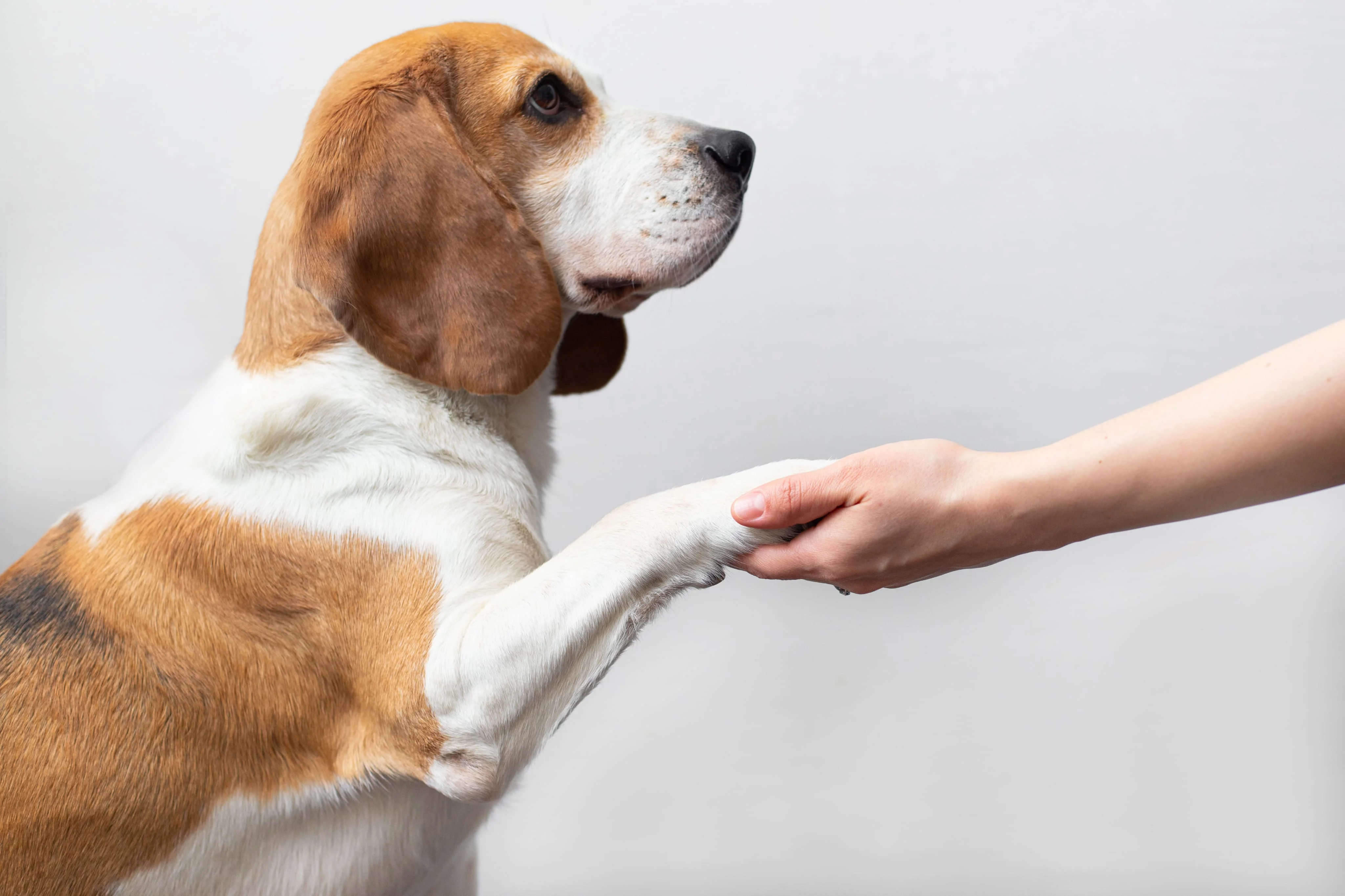 Как устроены приюты для собак и как стать волонтером?