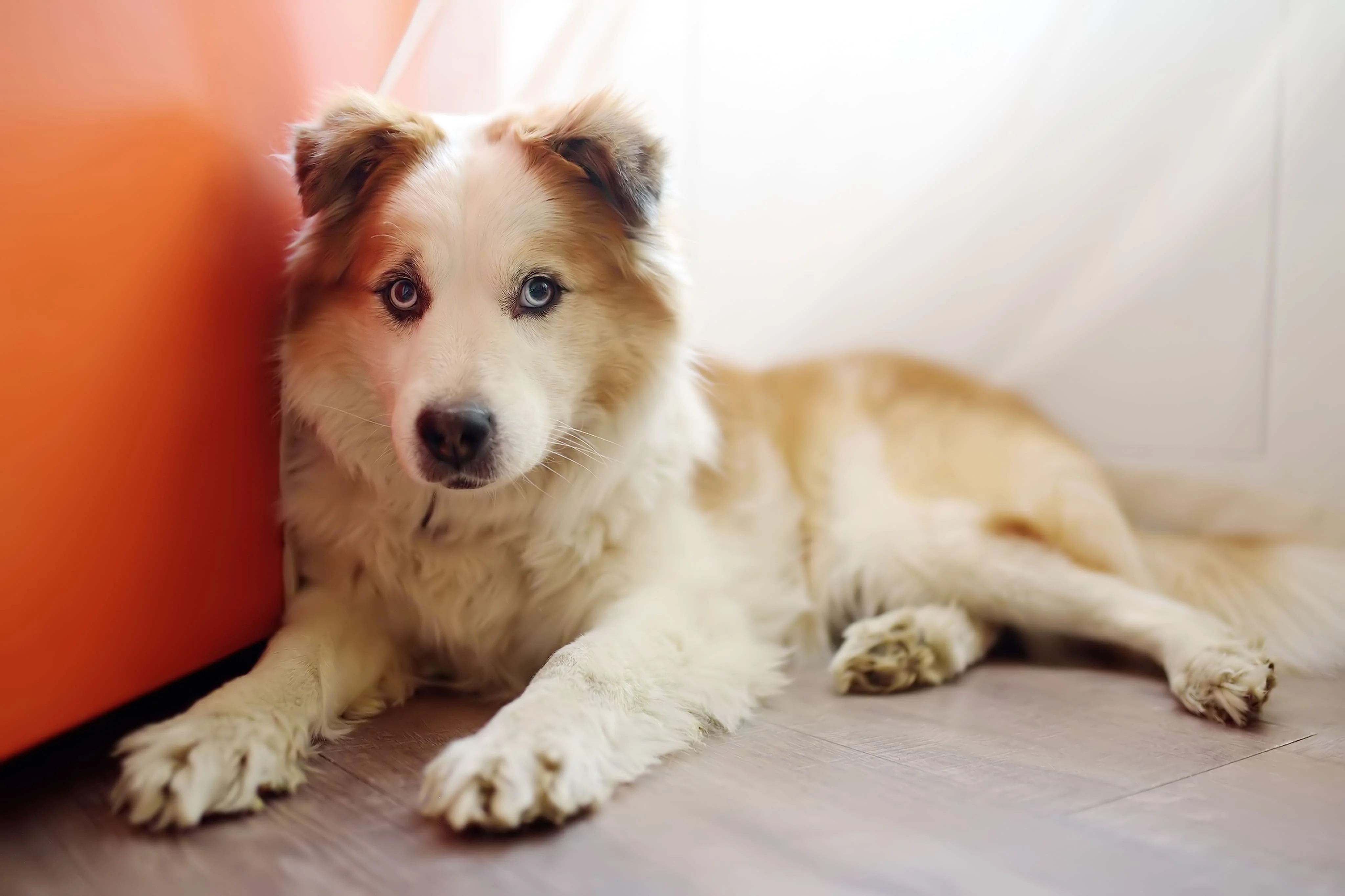 Социализация собаки из приюта