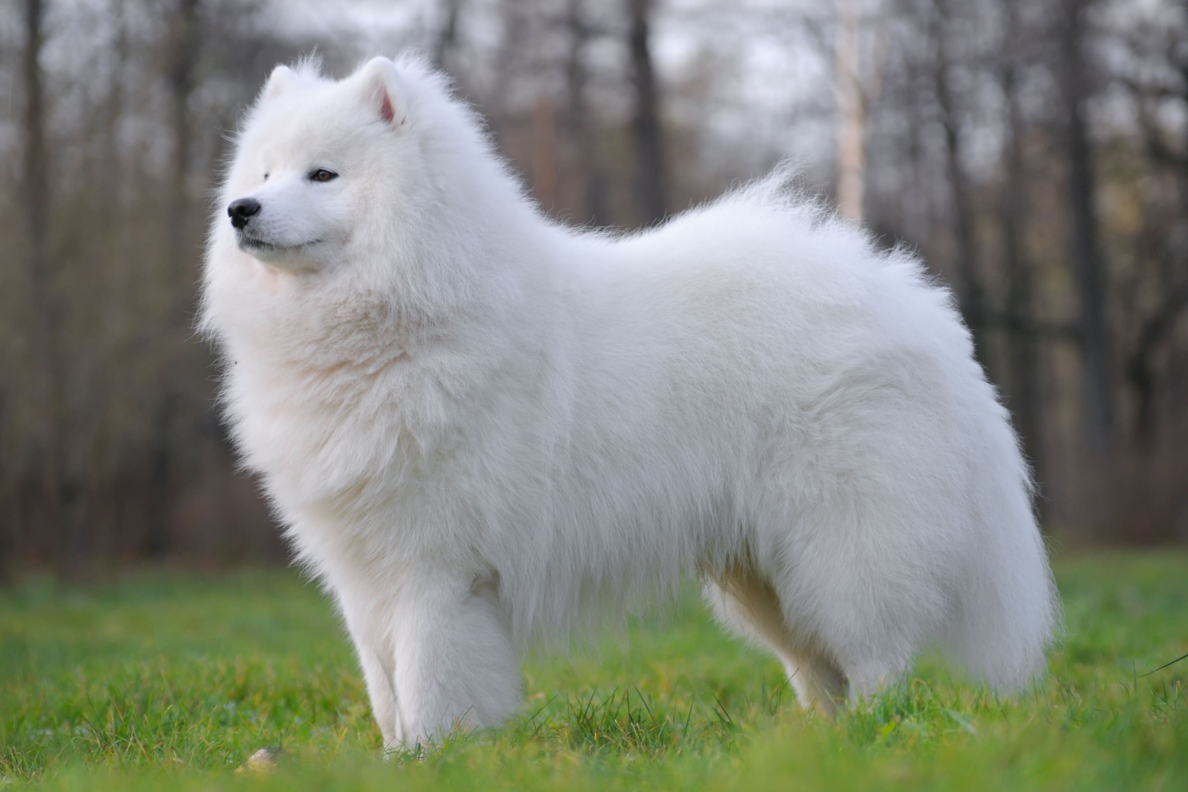 Что такое вязка собак?