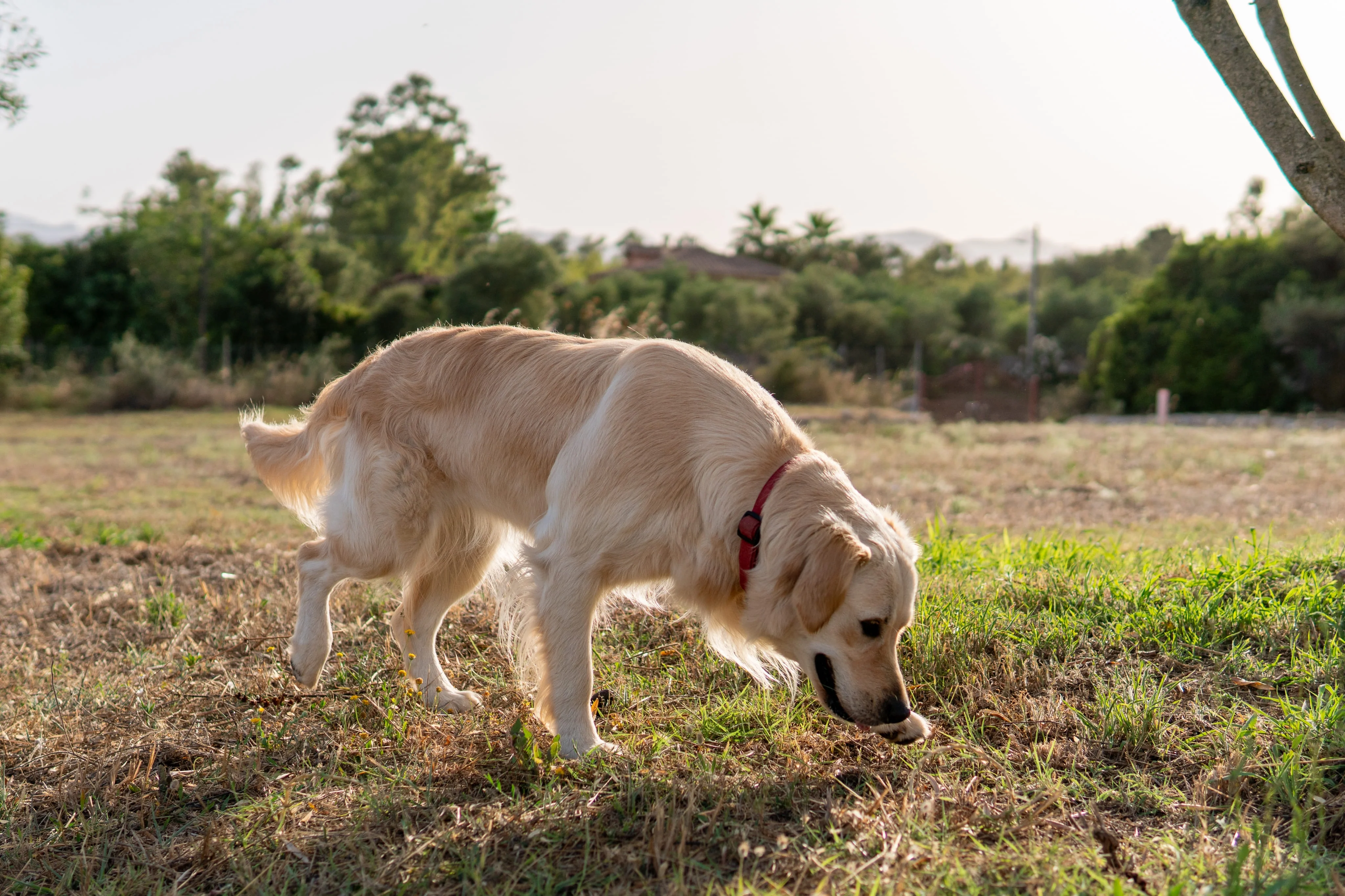 Где искать собаку, которая потерялась?