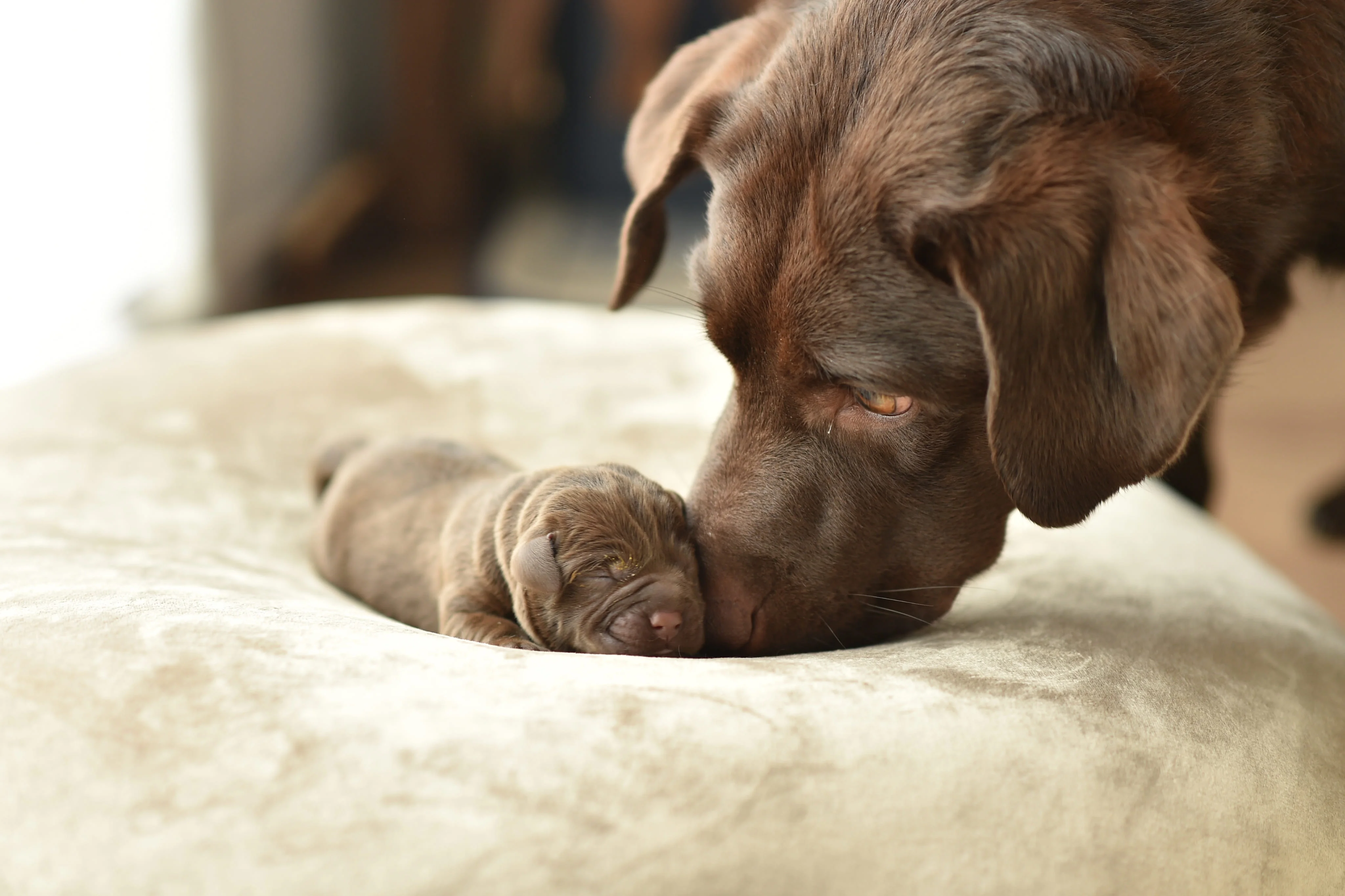 Родительский инстинкт