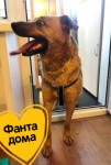 Истории собак, которые нашли свой дом