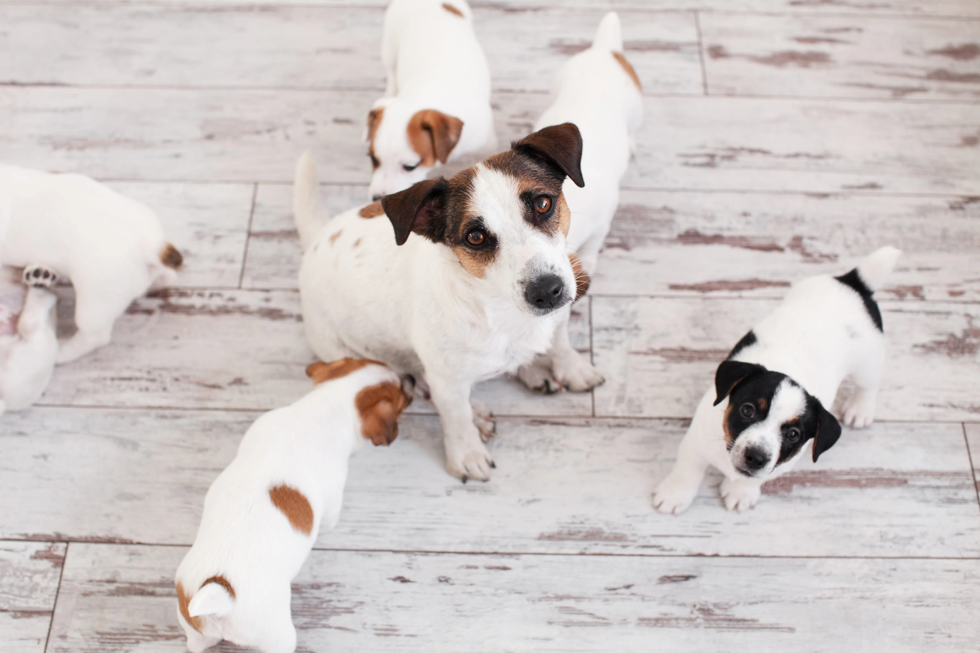 Роль матери и щенячьей стаи в развитии