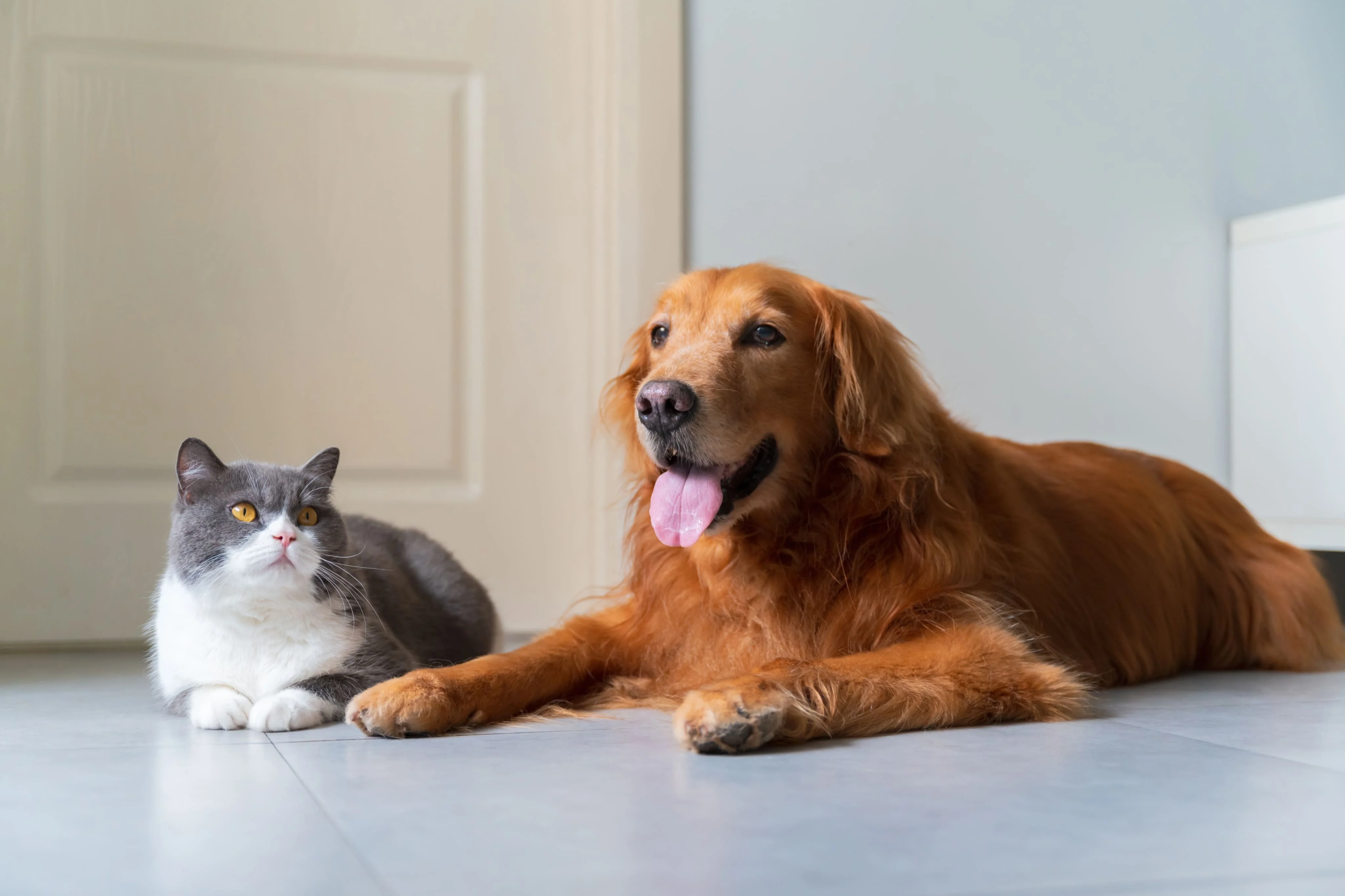 Появление нового питомца в доме