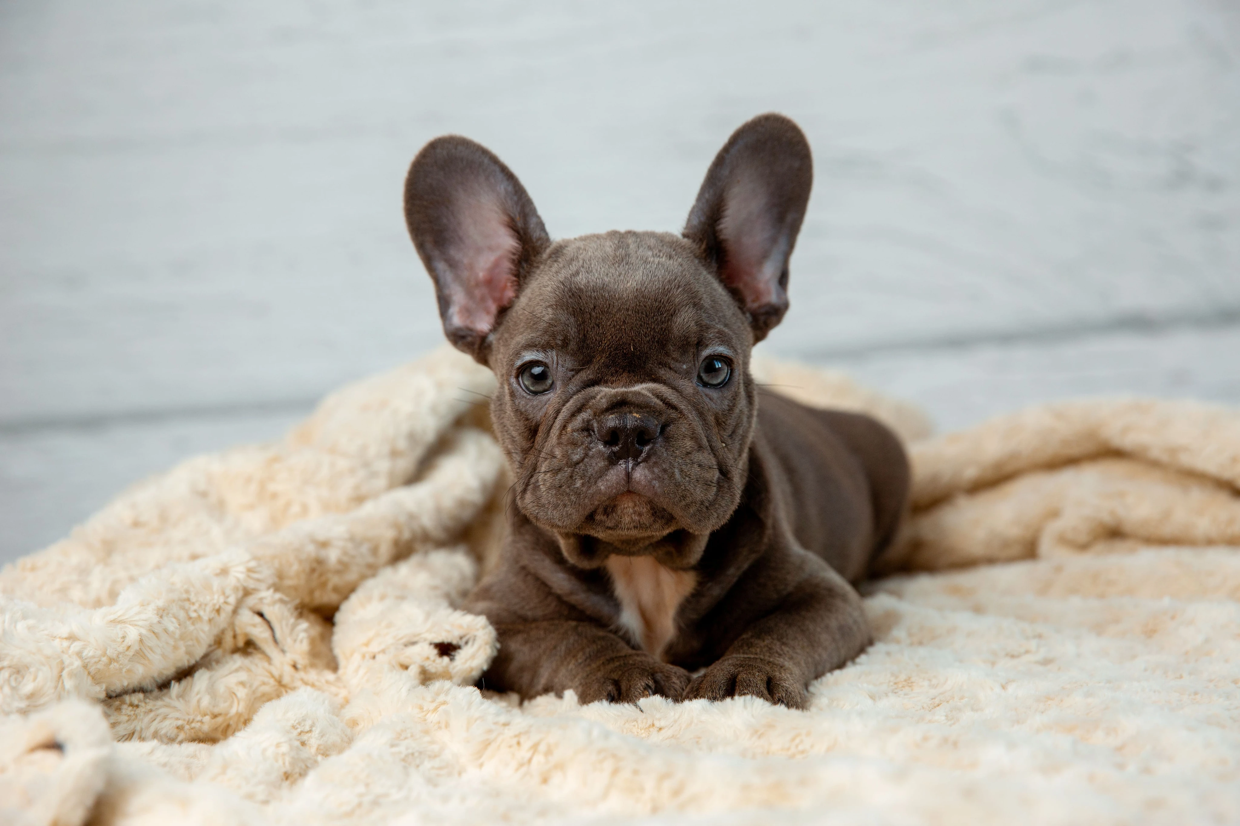 Причины возникновения демодекоза у собак