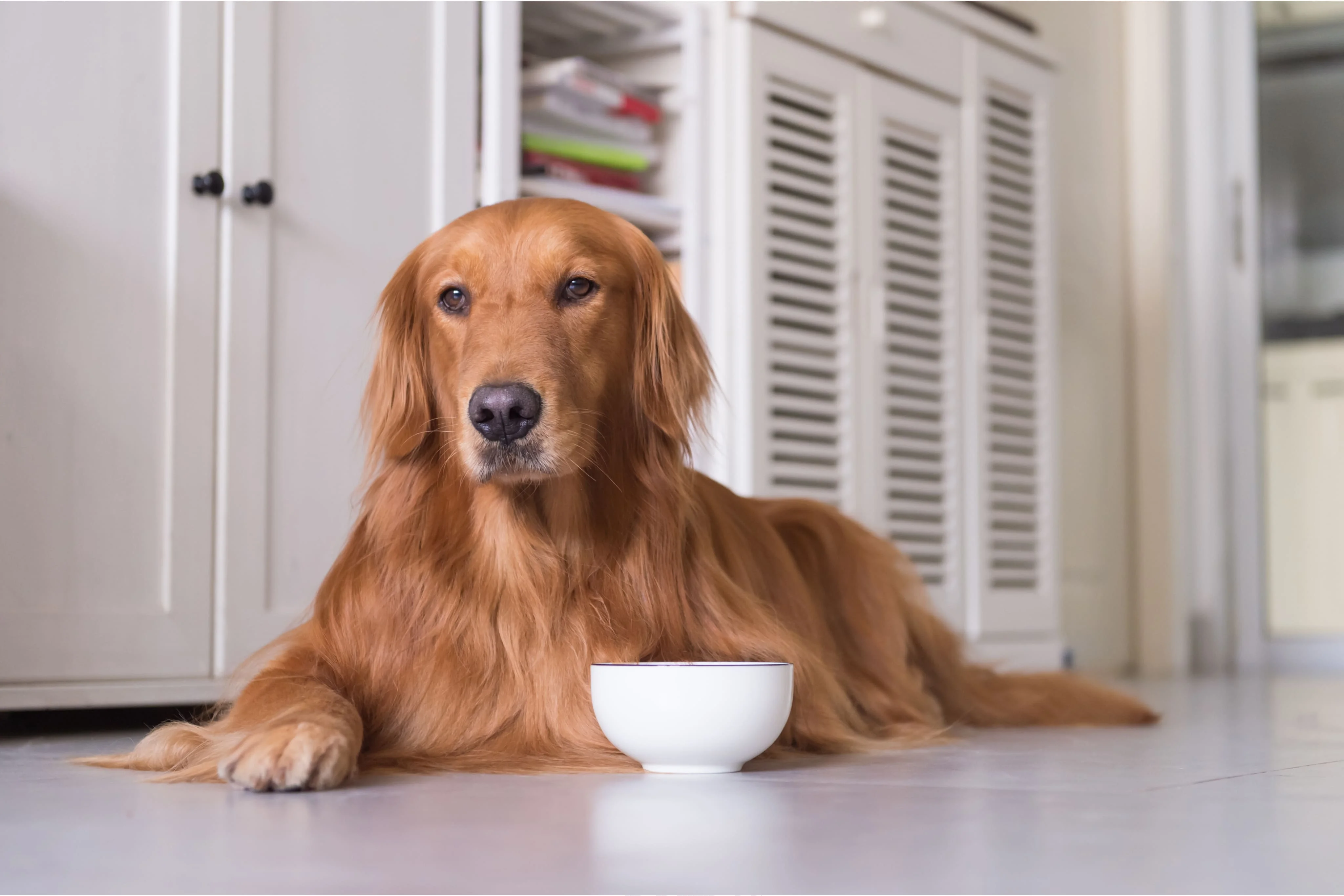 Питание для здоровья шерсти