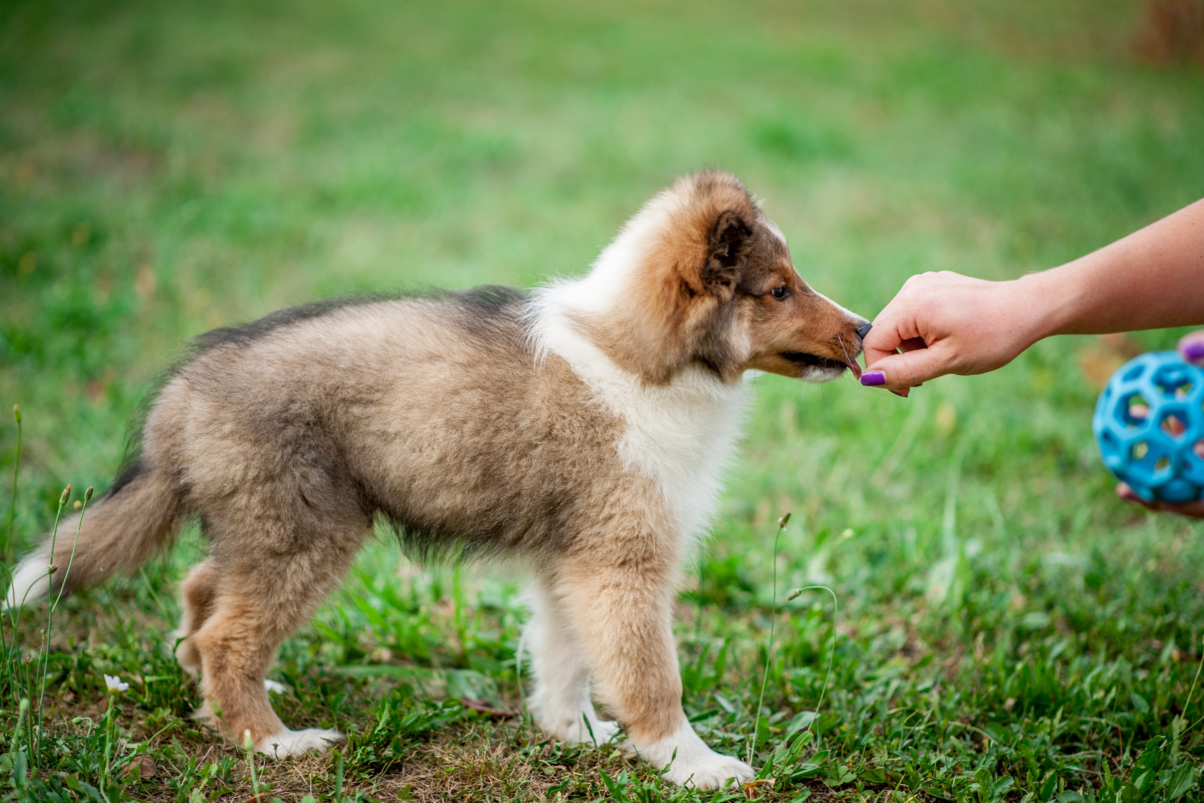 Как отучить щенка кусаться?