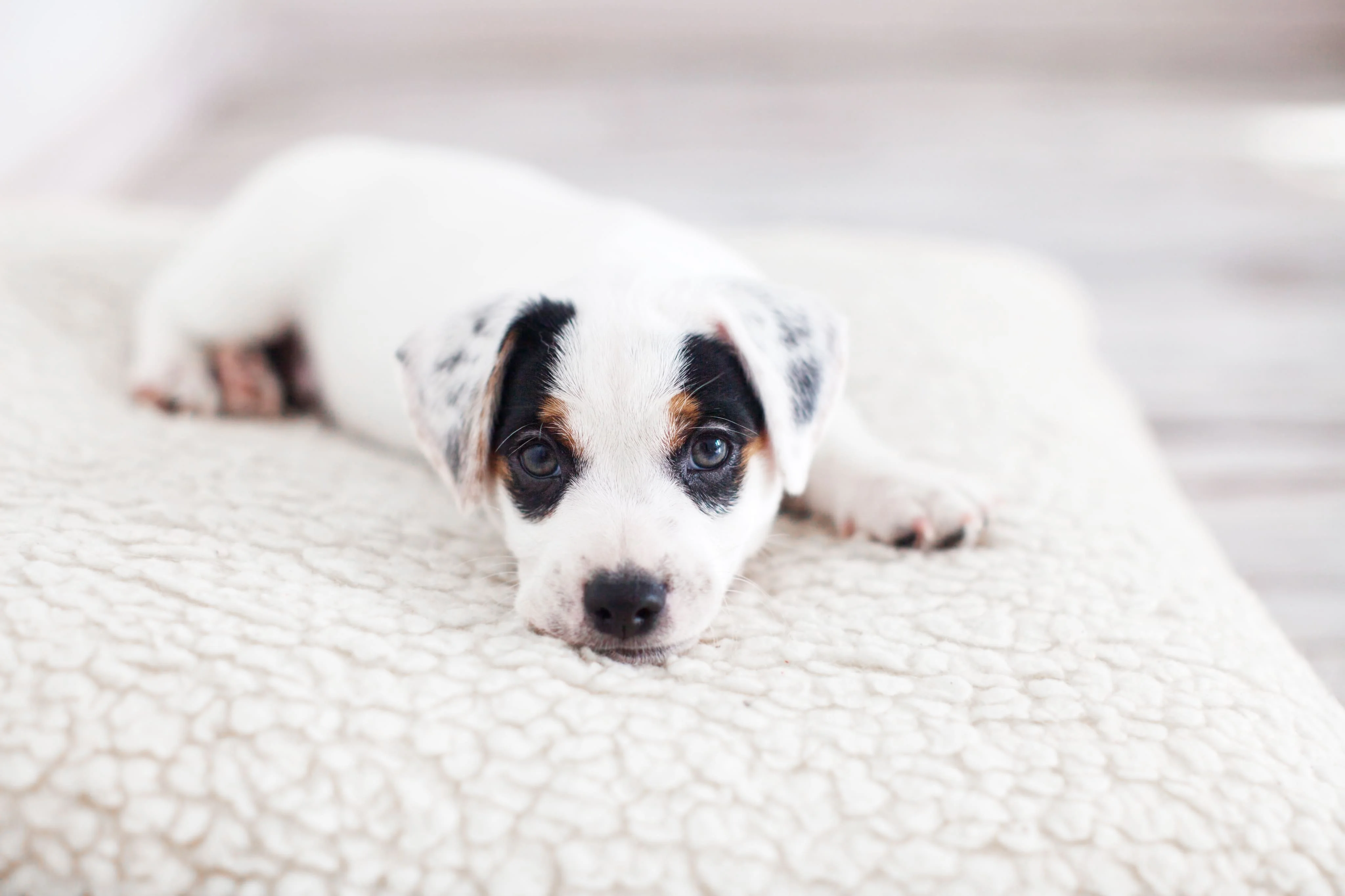 Отсутствие аппетита у щенка