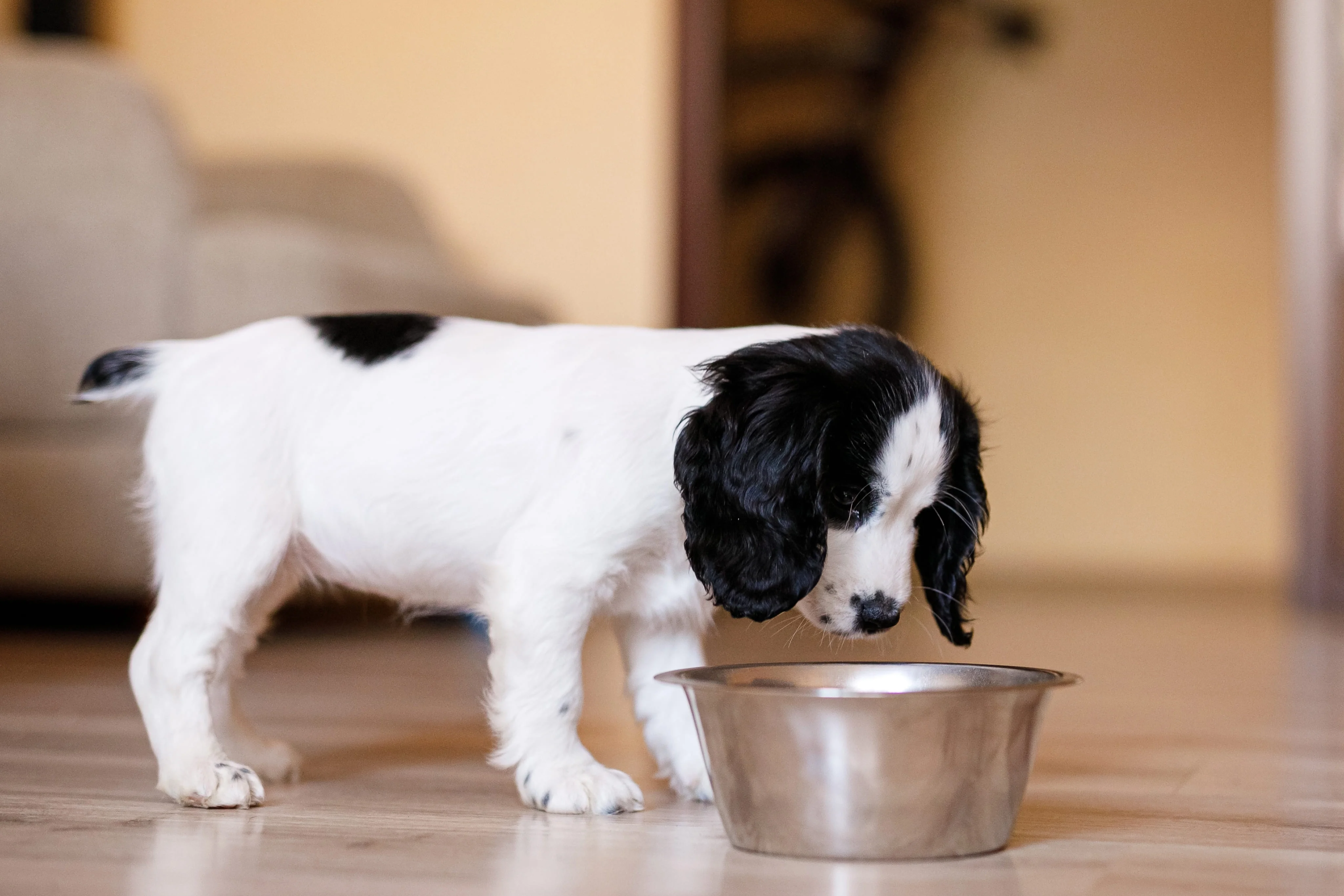 Щенок не ест сухой корм