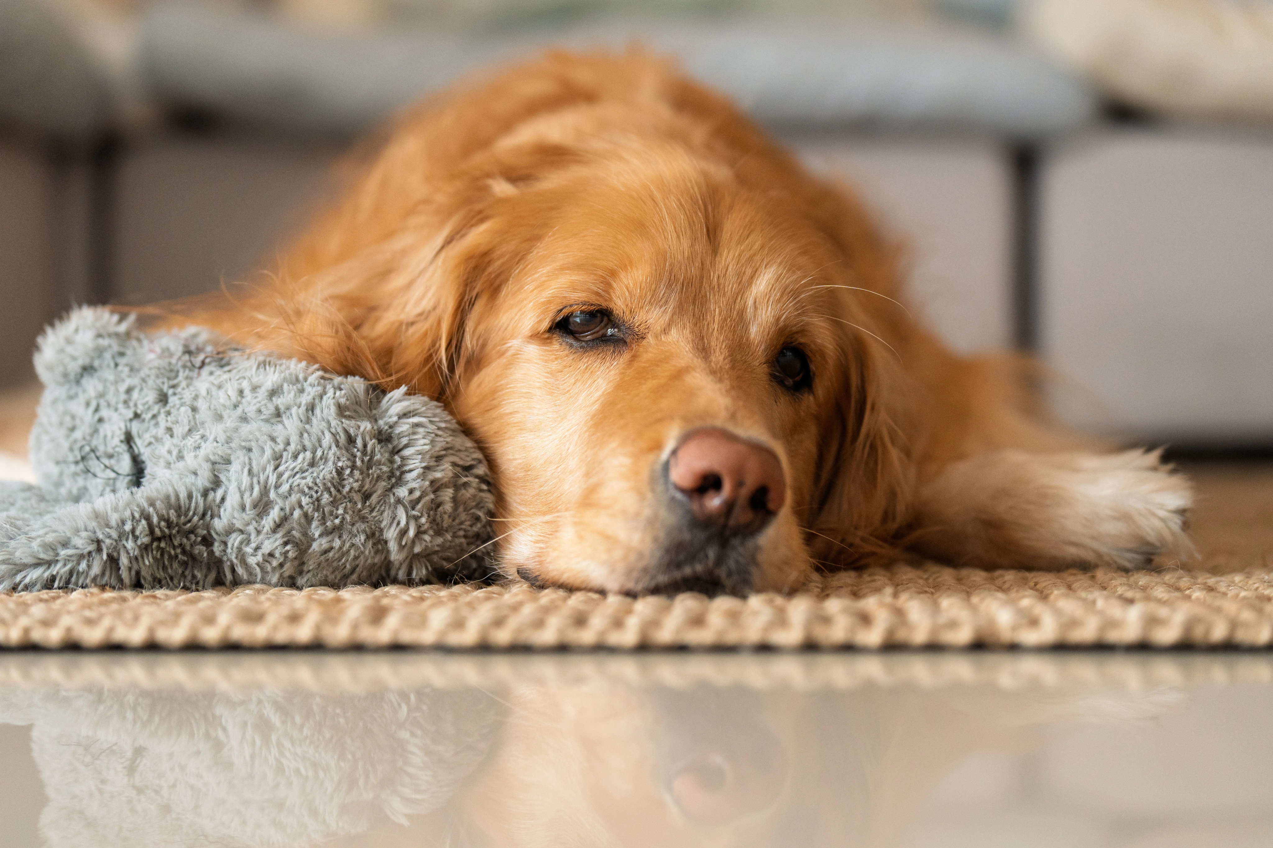 Отравление у собак