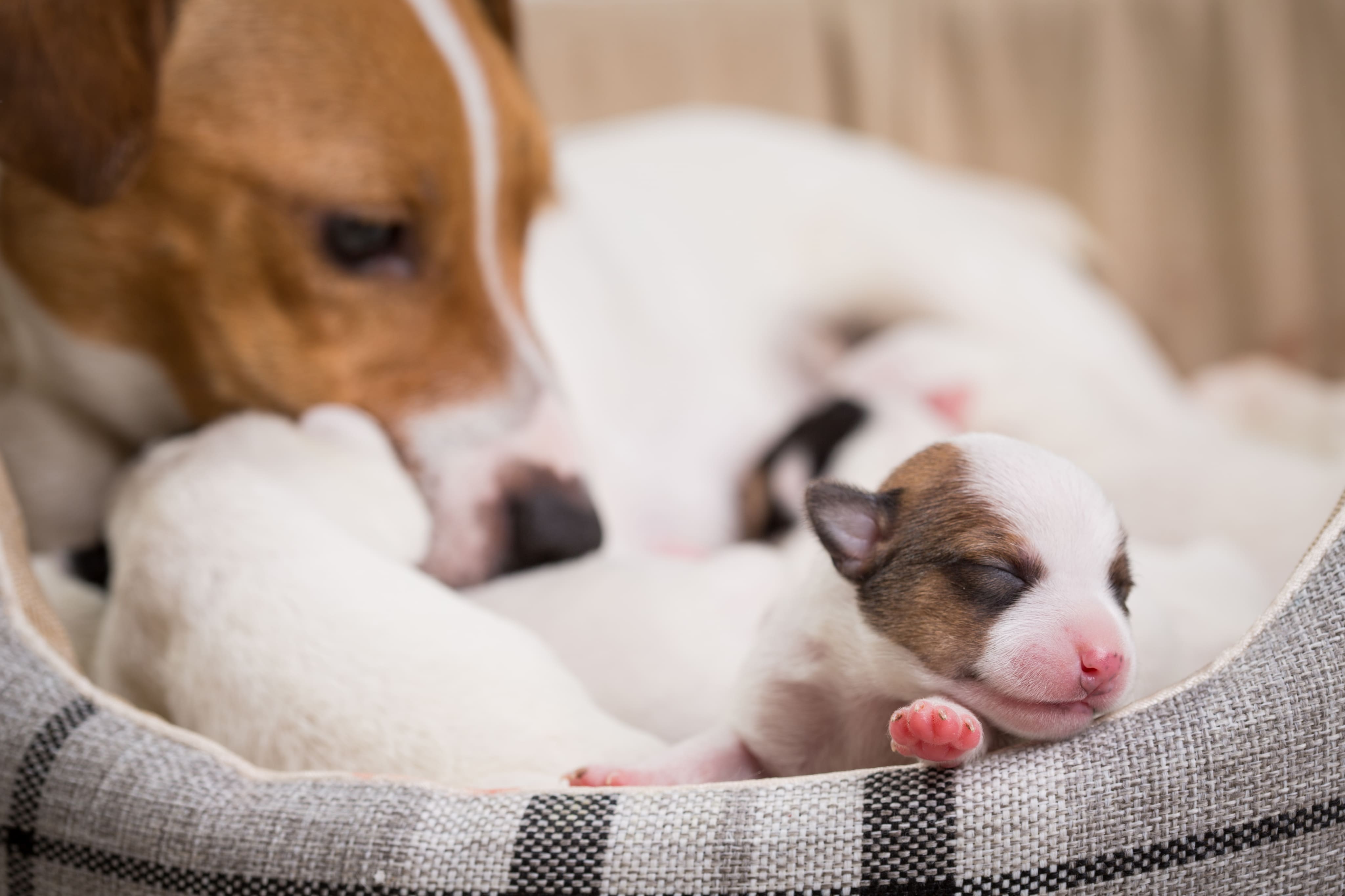 Новорожденные щенки