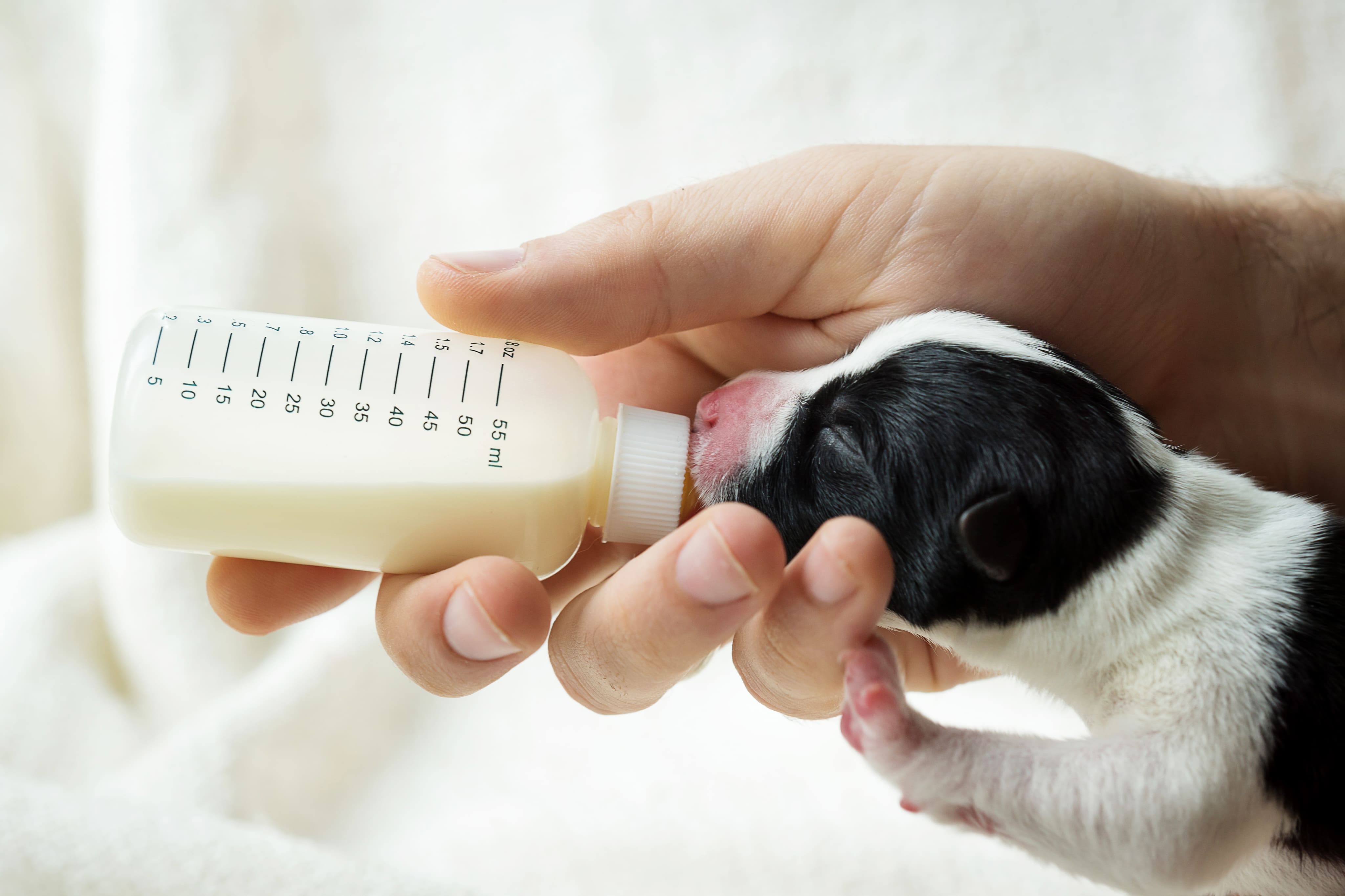 Искусственное питание и заменители молока для щенков