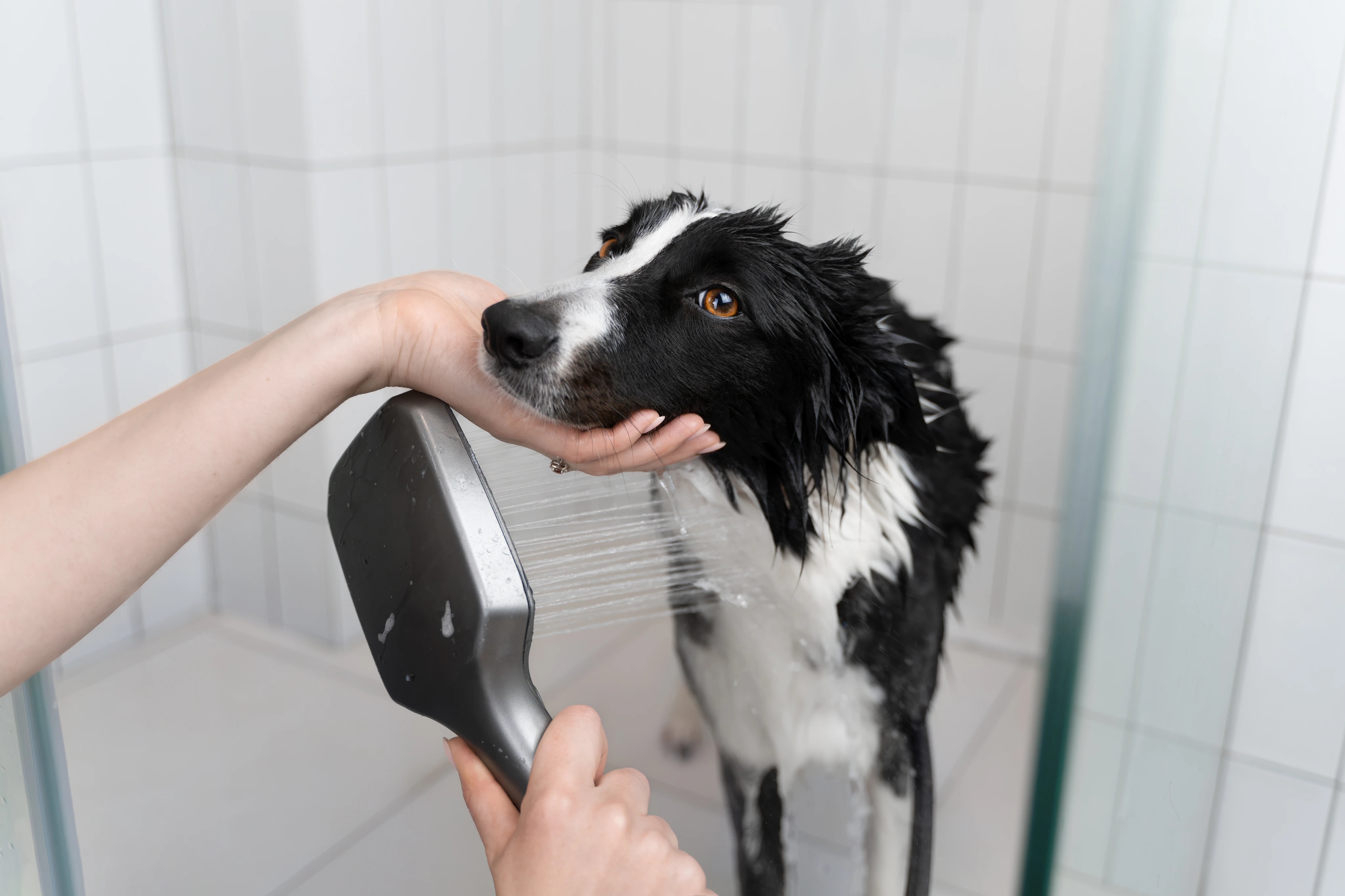 Чем мыть собаку?