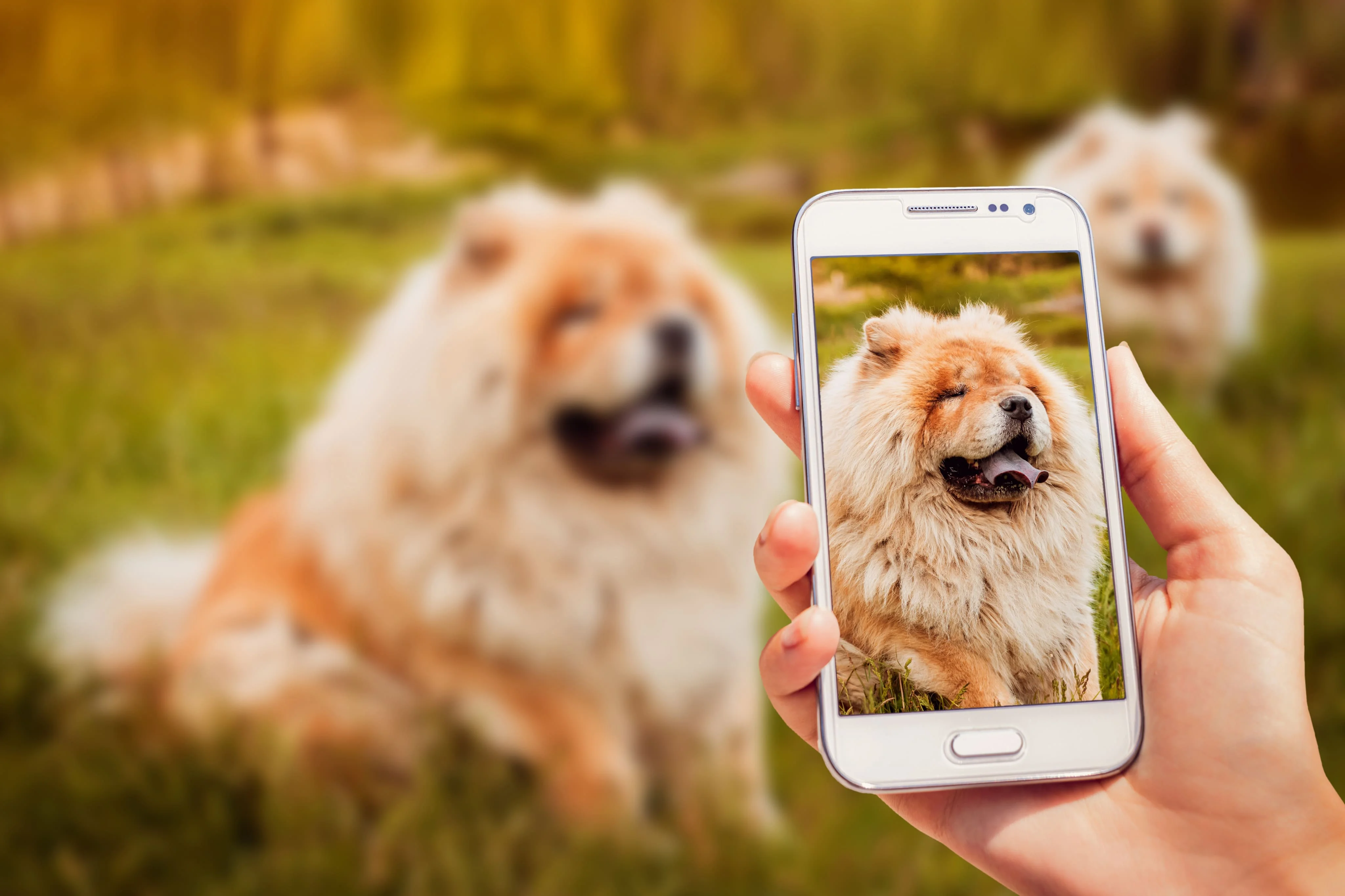 Распространение информации о пропаже собаки