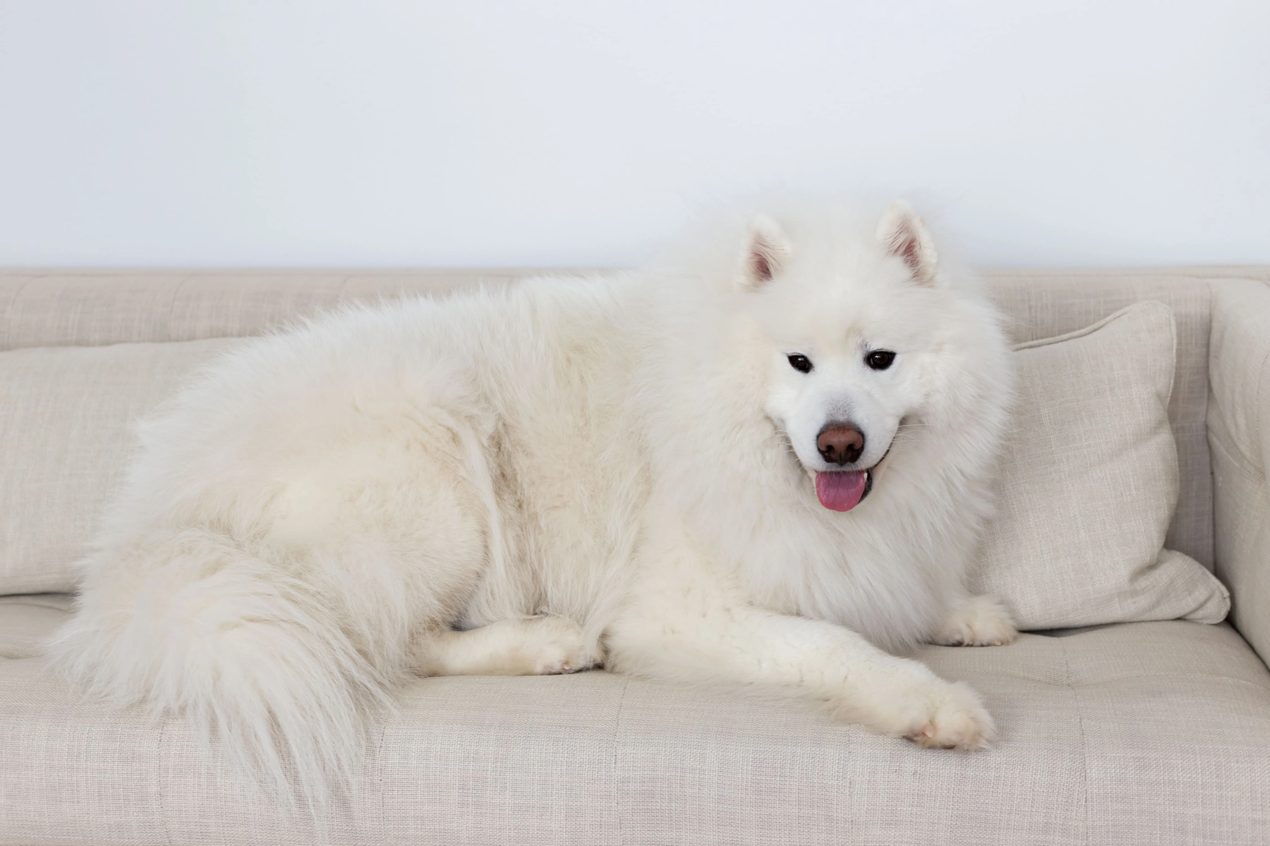 Основные причины одышки у собак