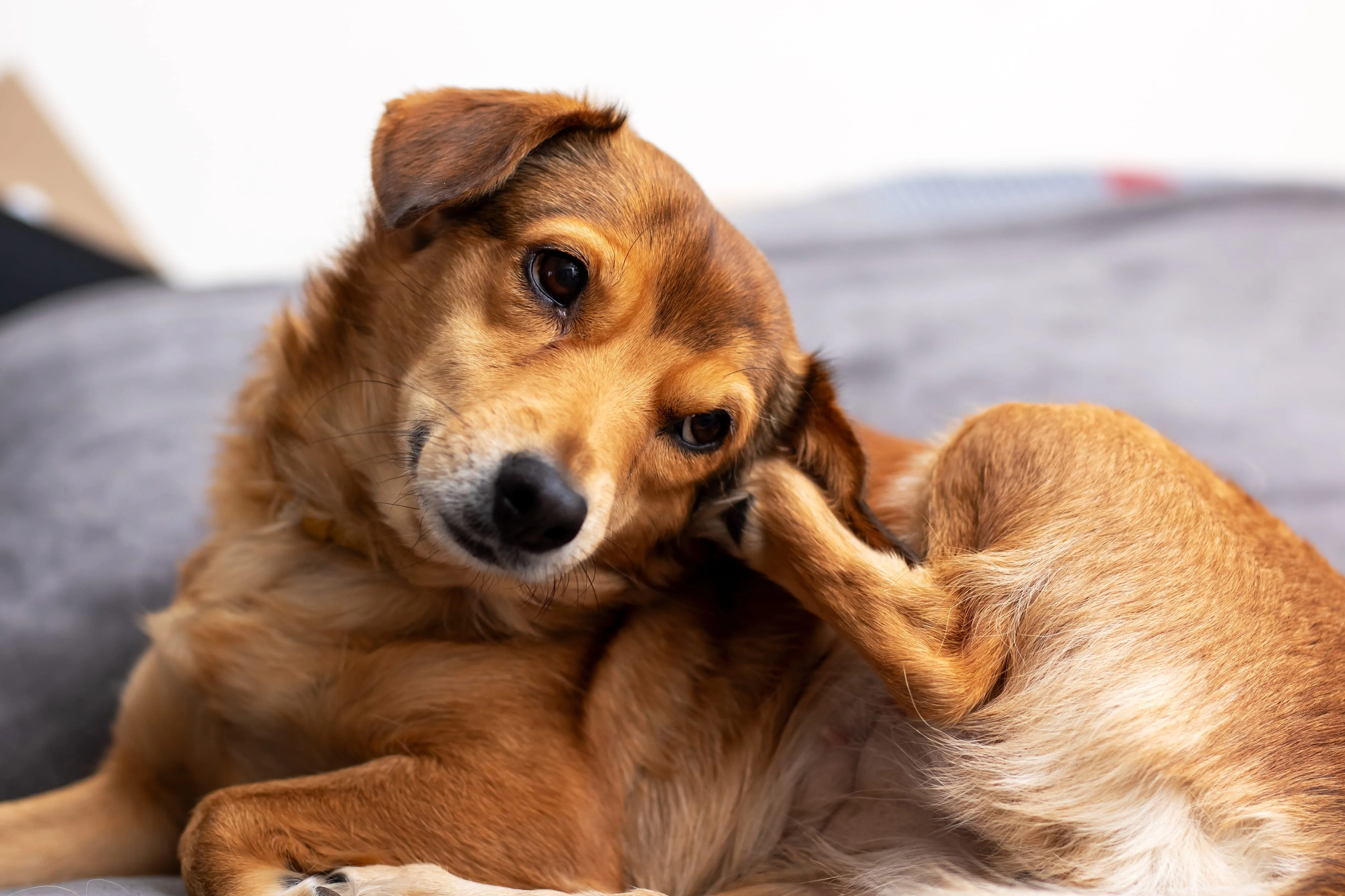 Признаки отита у собаки