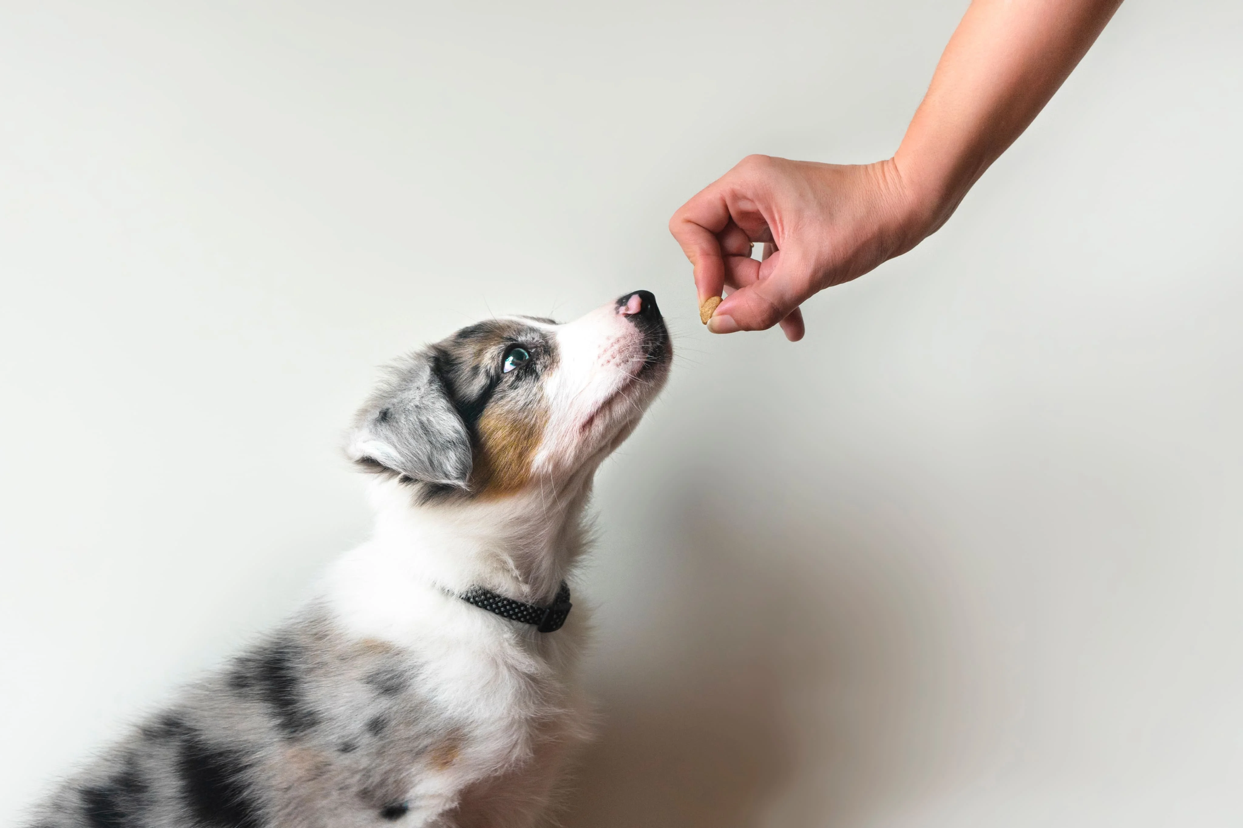Лакомства и похвала для собаки