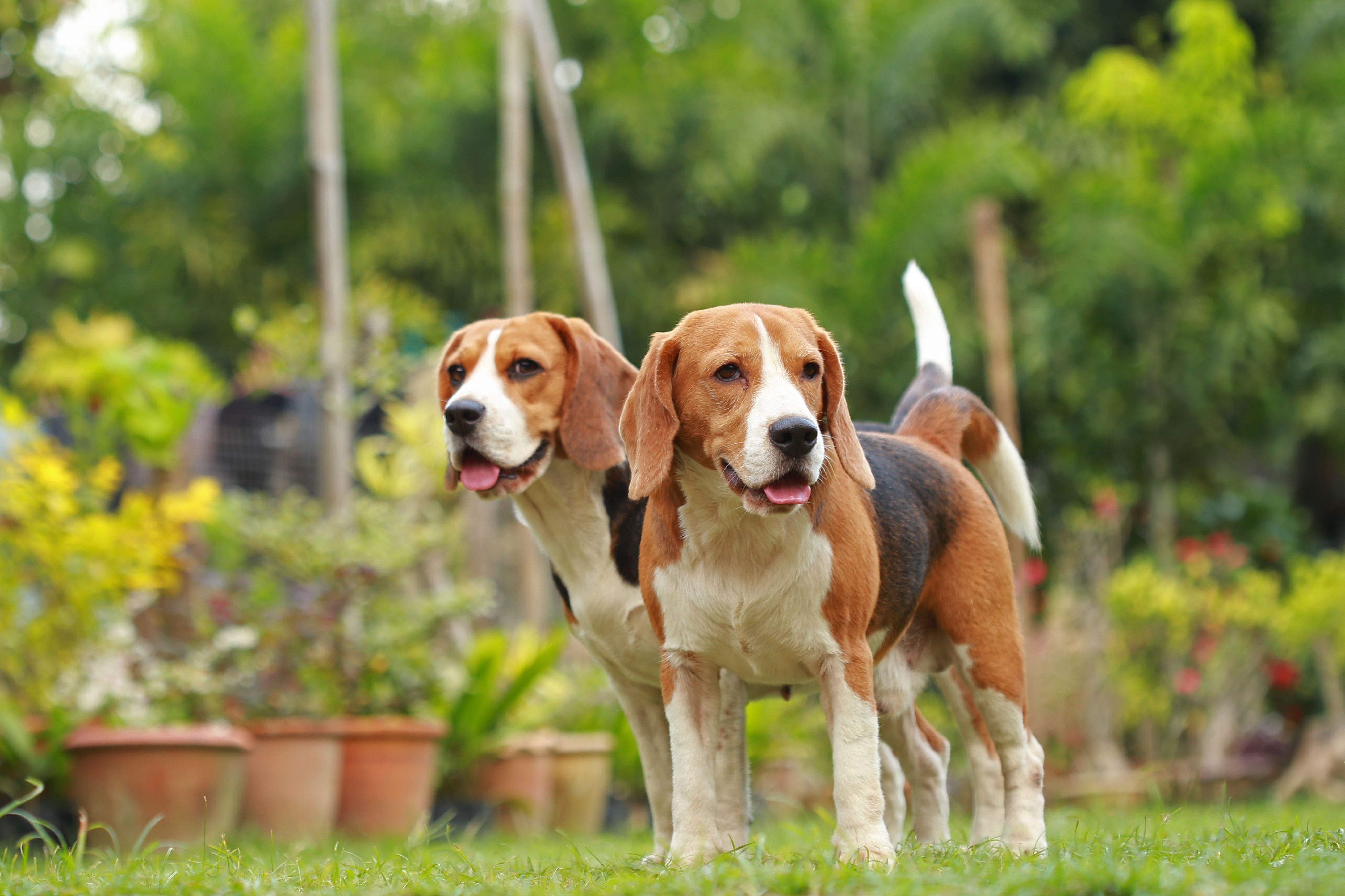 Как происходит спаривание у собак?