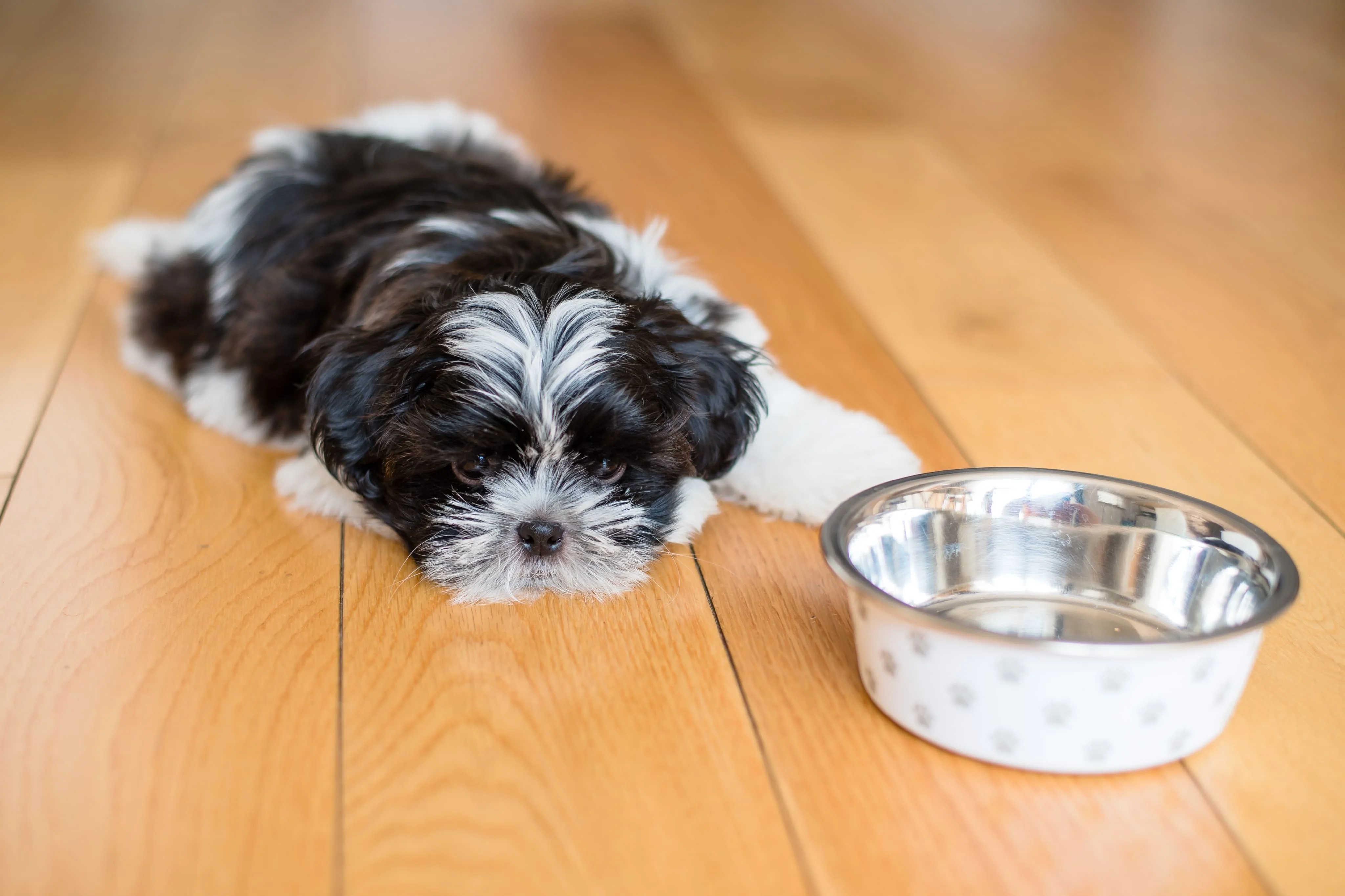 Первая помощь щенку