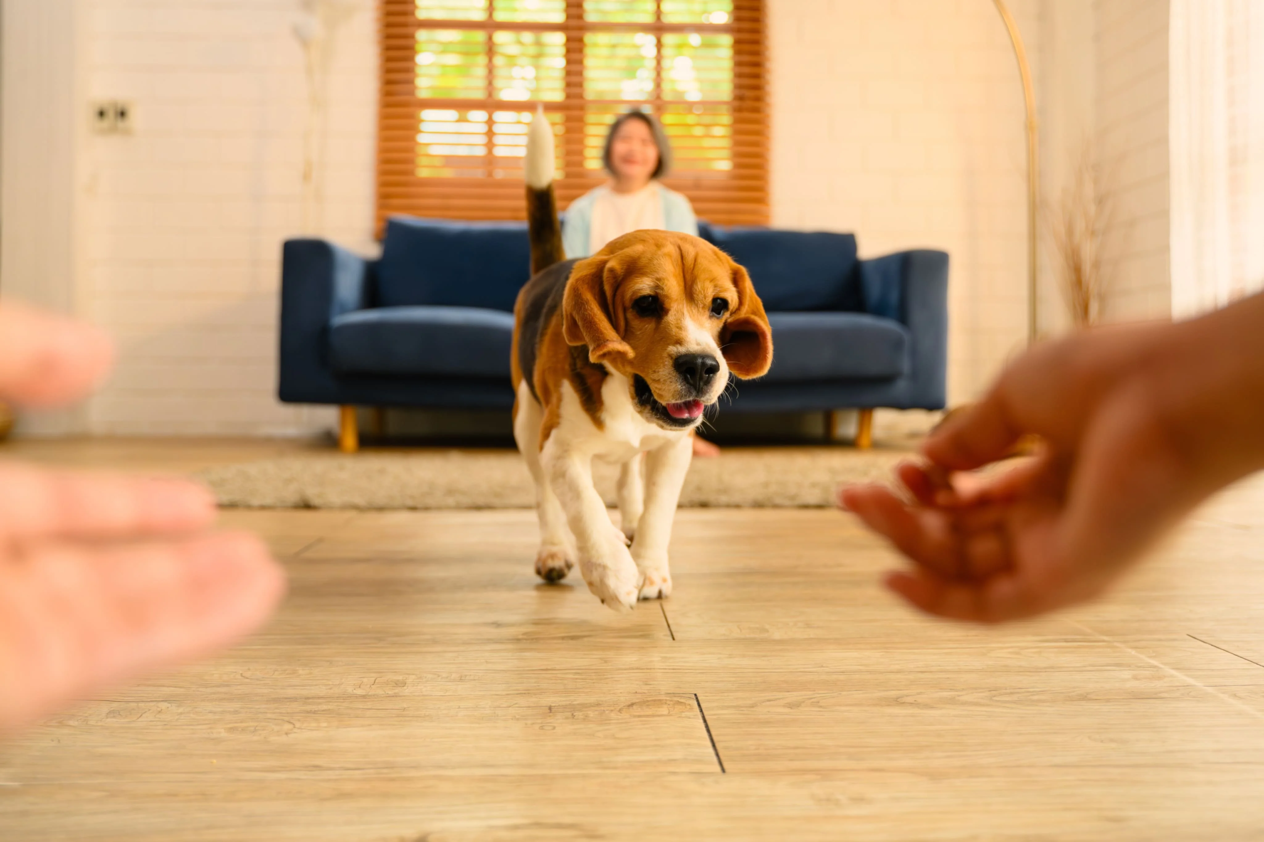 Разница в обучении щенков и взрослых собак