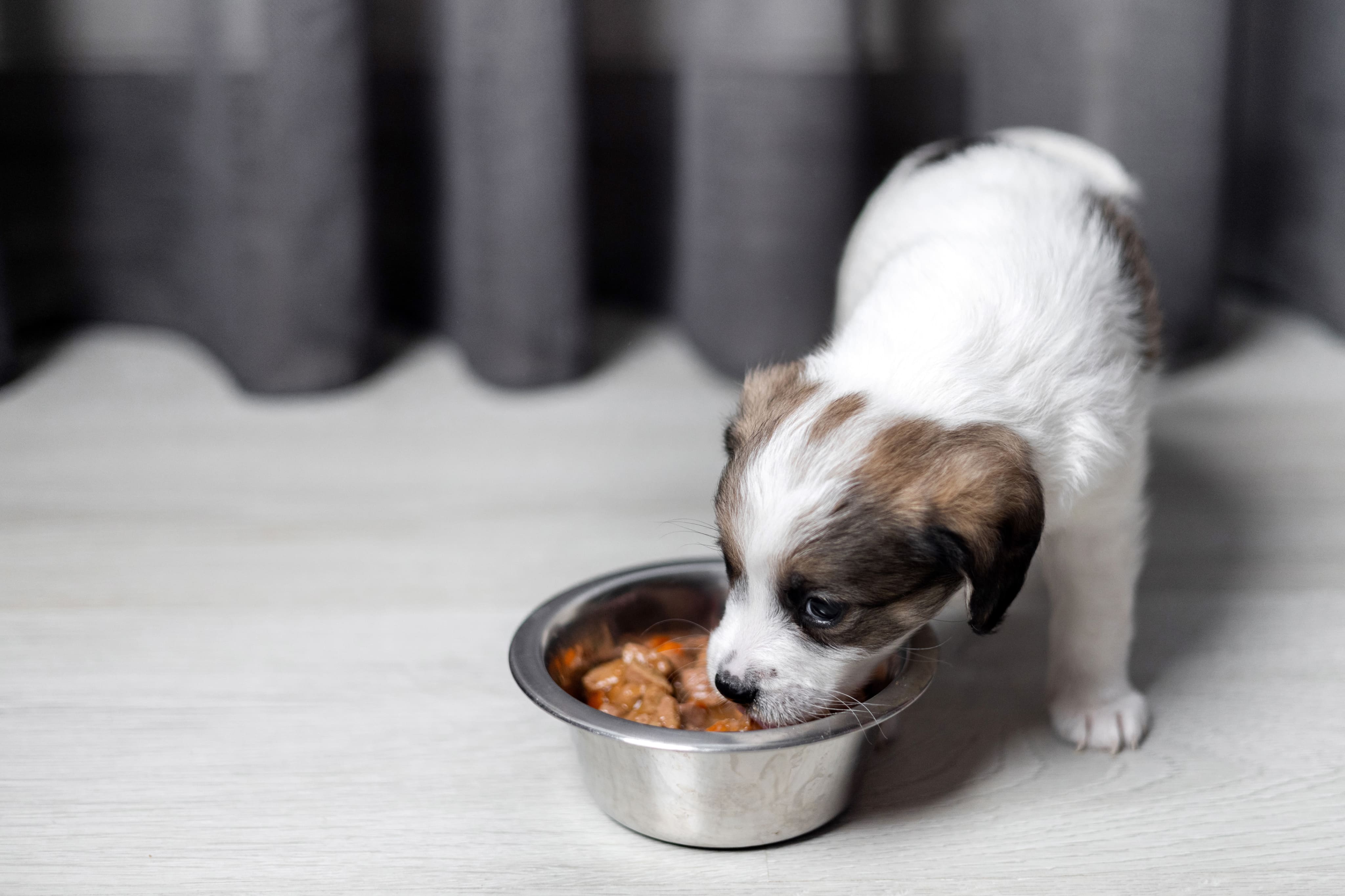 Питание щенка