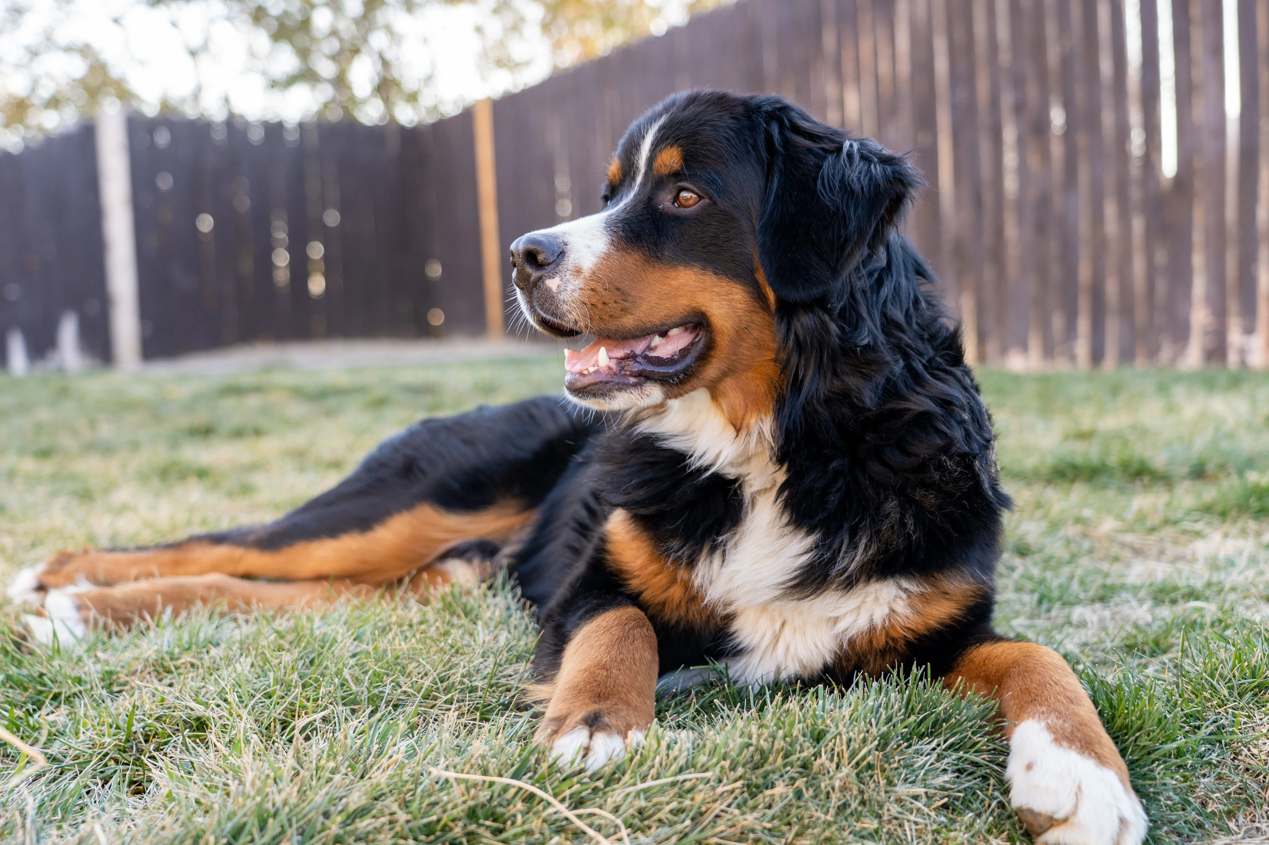 Территориальный инстинкт