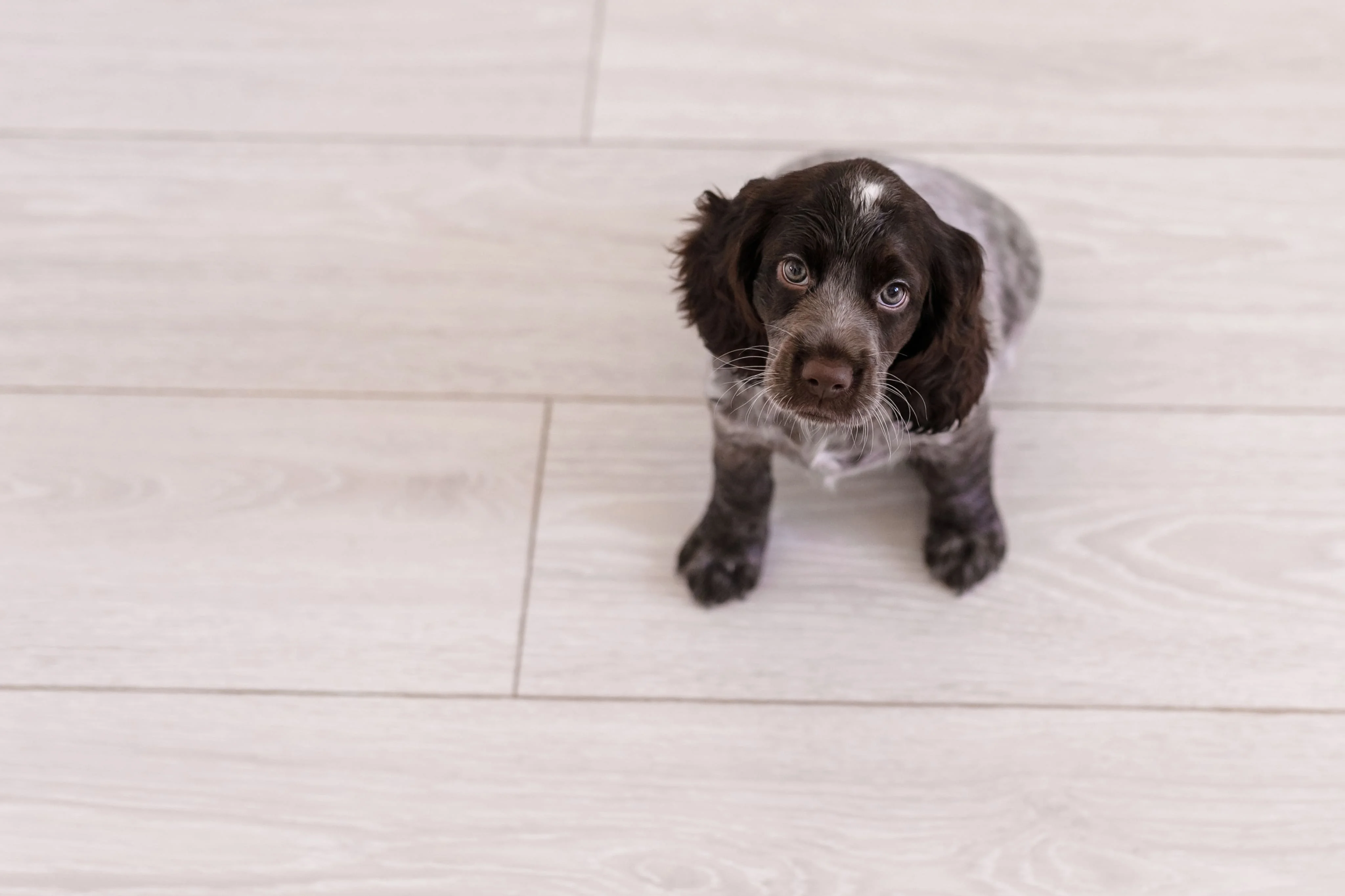 Причины поноса у щенка