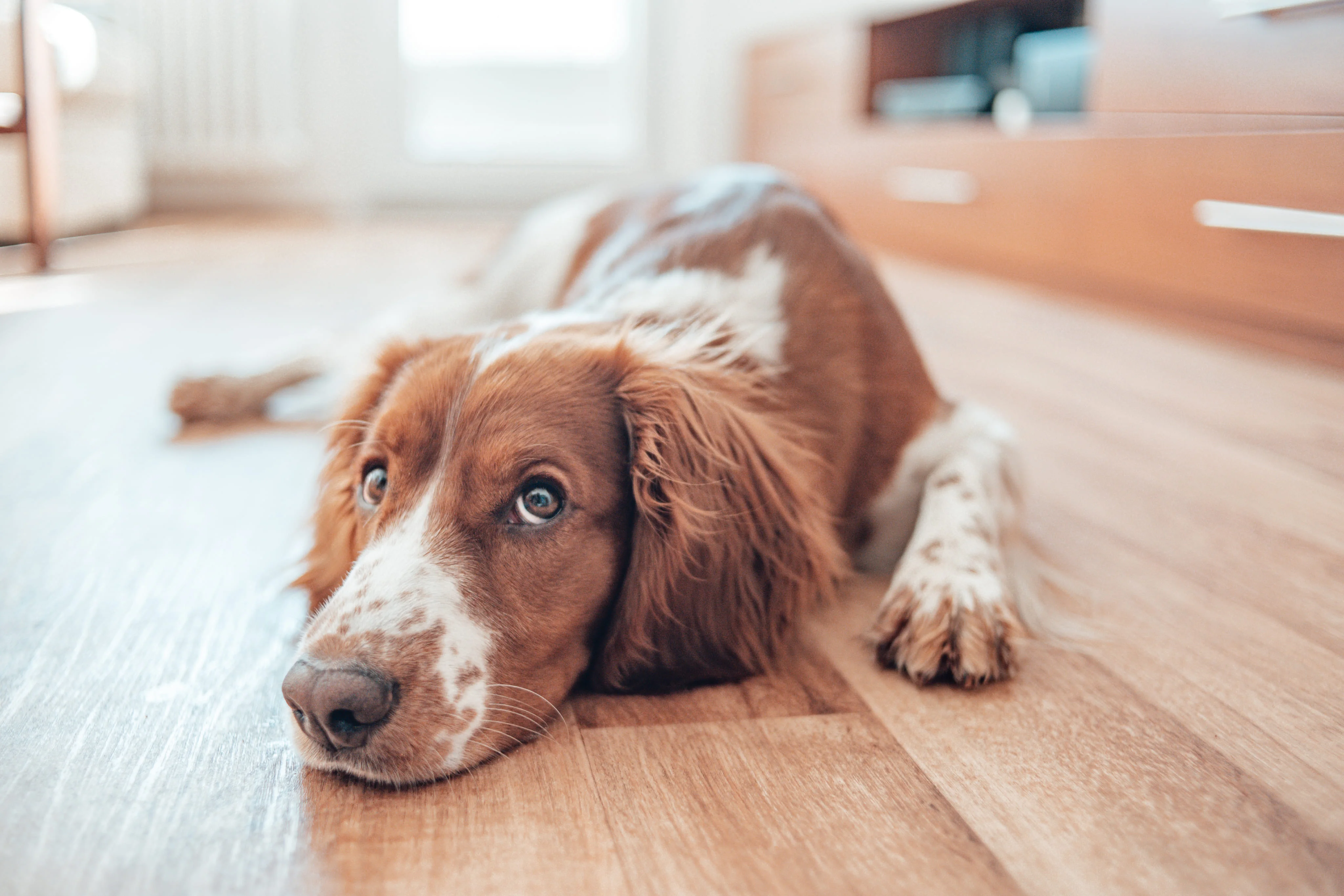Временная передержка собаки