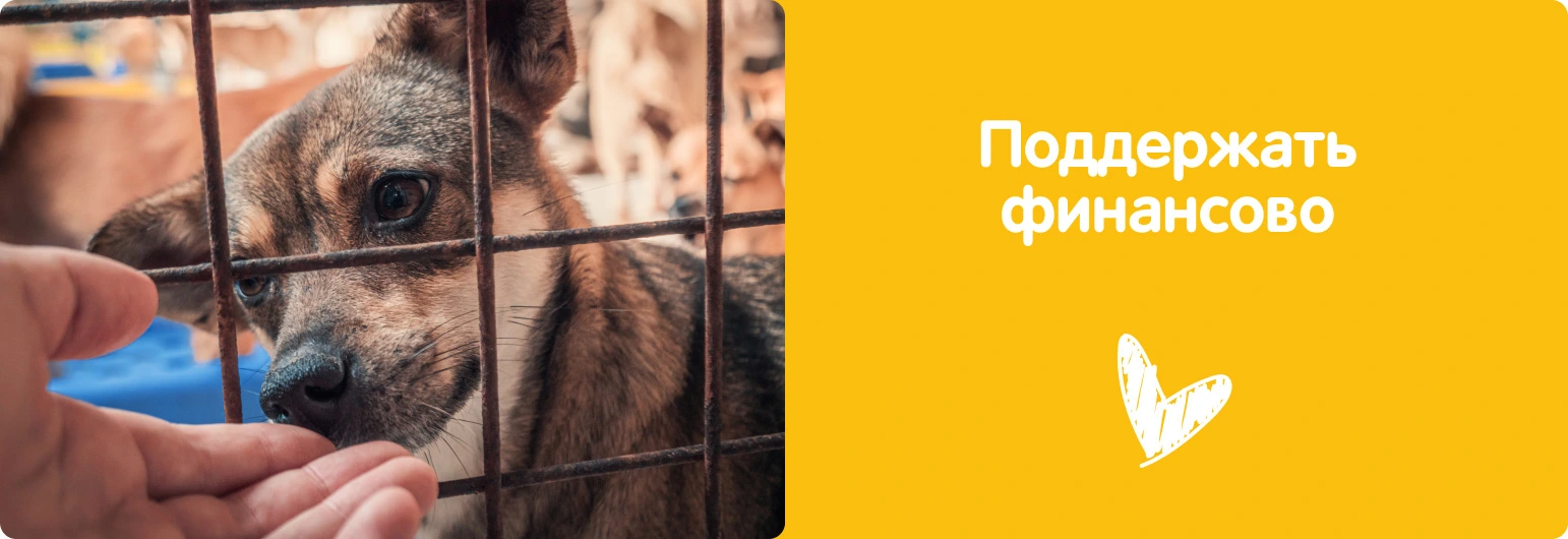 Поддержать финансово