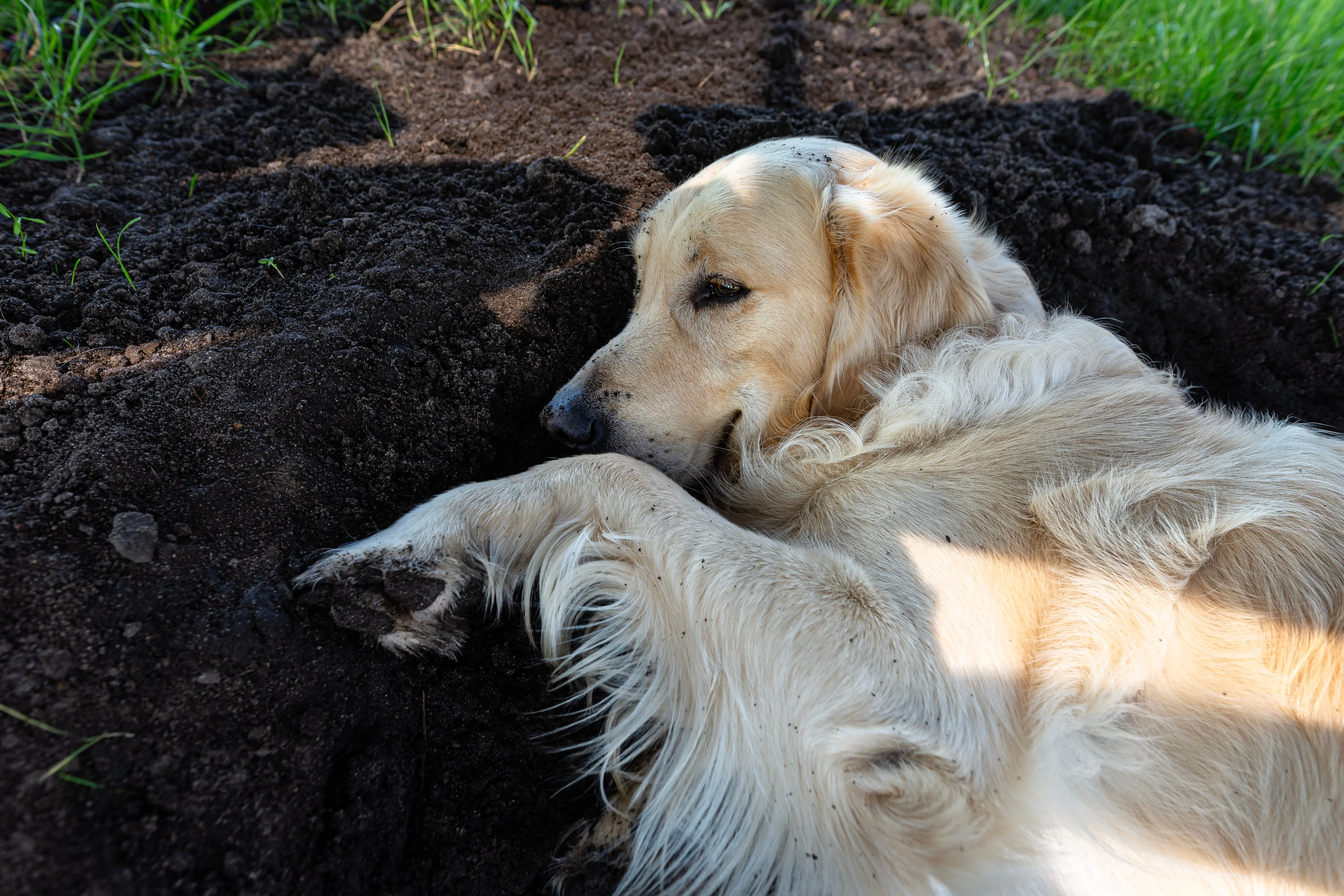 Поиск прохлады в жаркую погоду