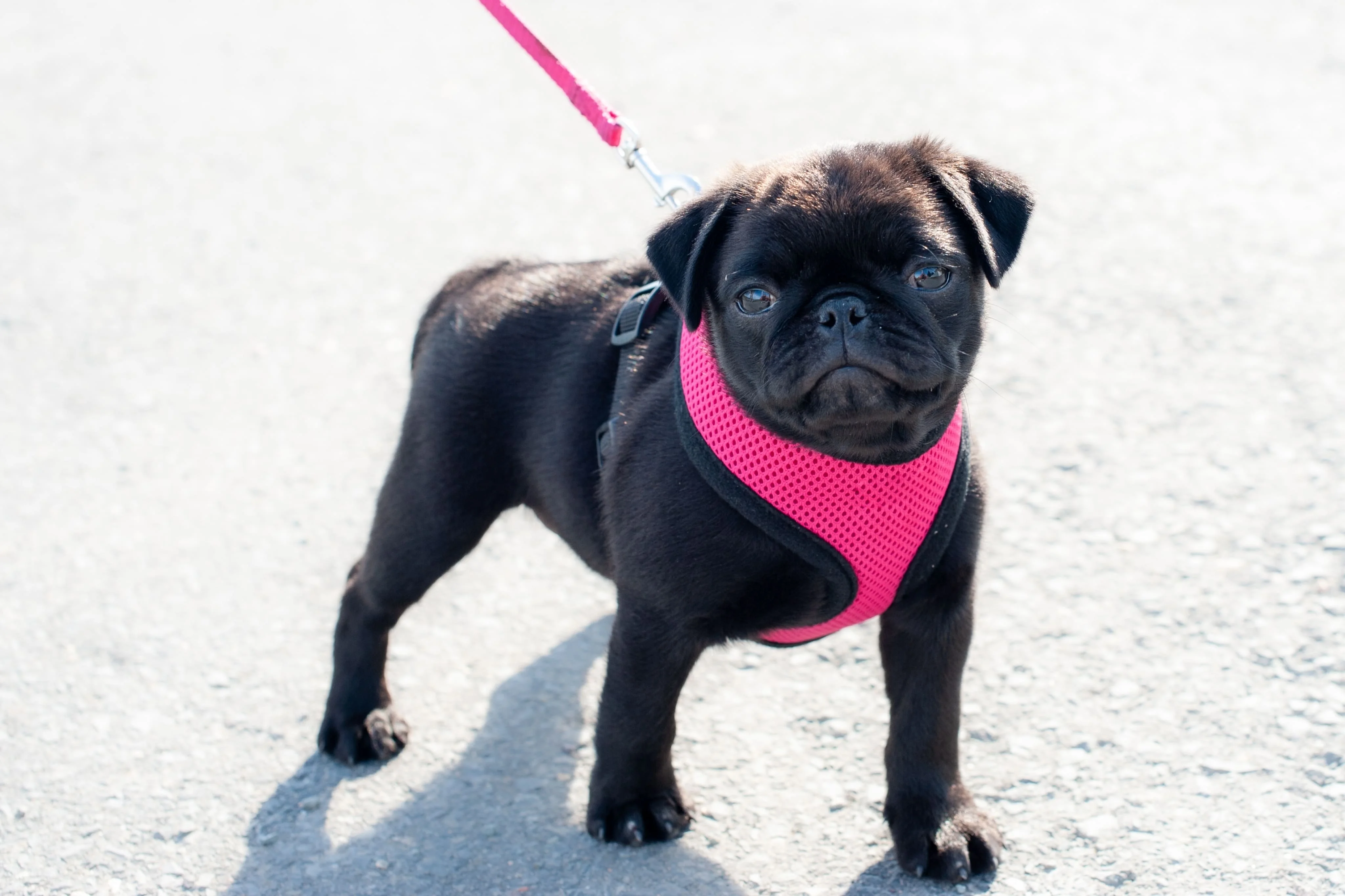 Поводок и удобная шлейка для щенка