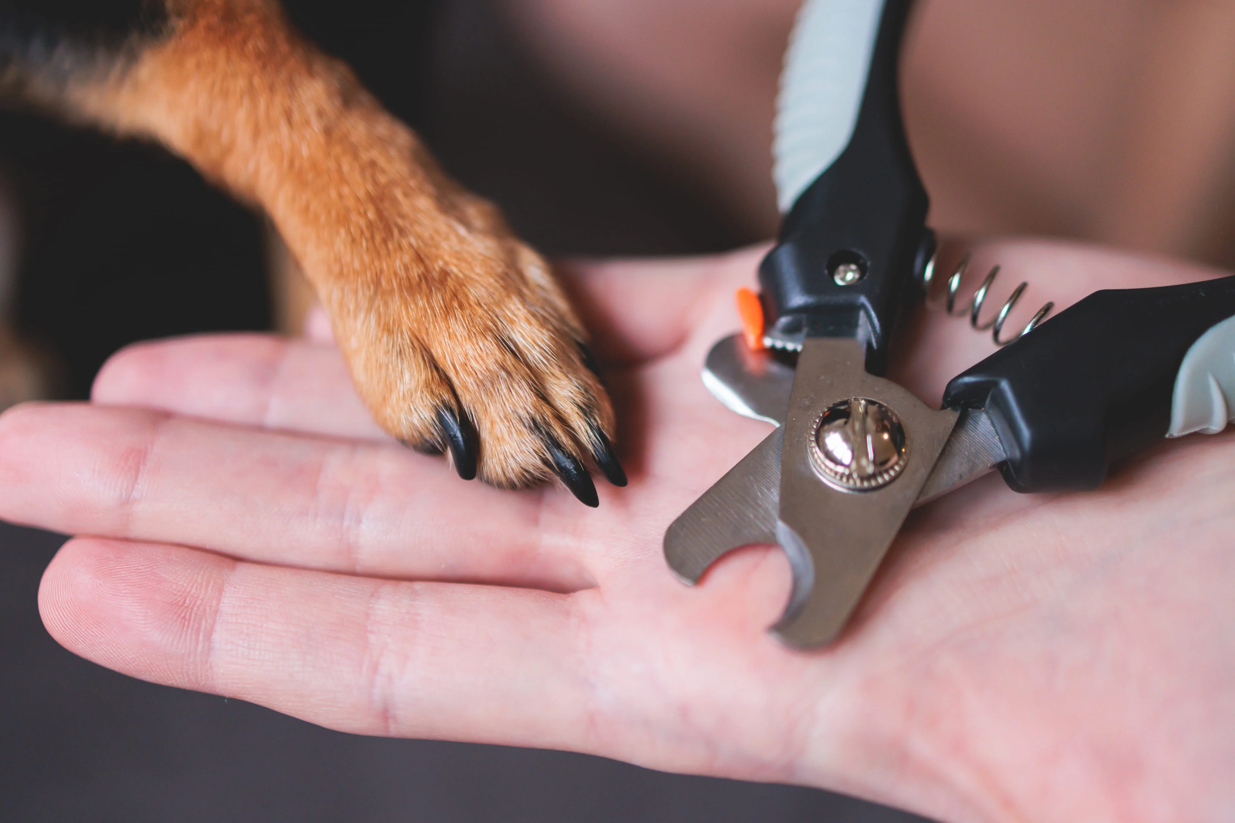 Стрижка черных когтей у собаки