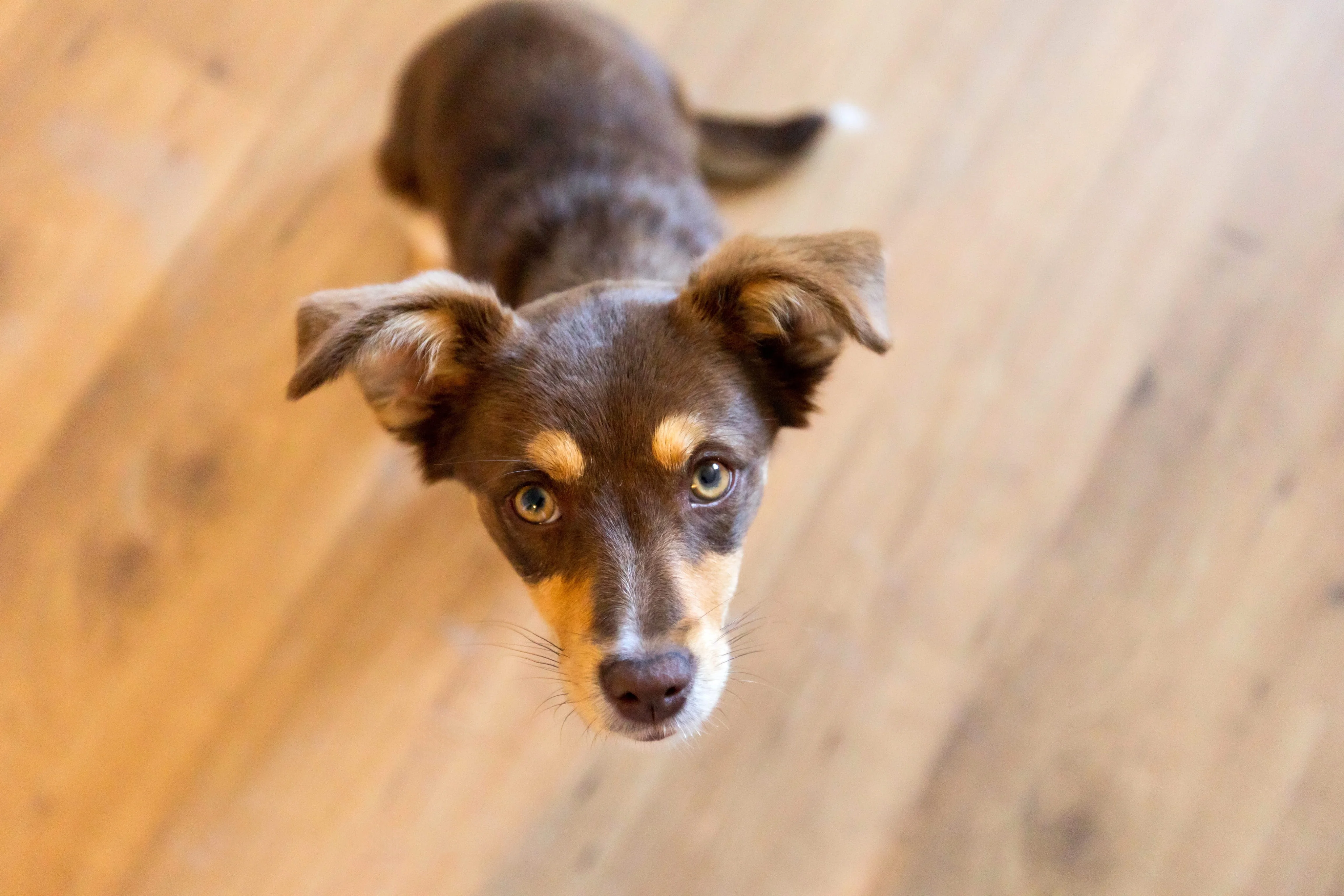 Спокойная обстановка для дрессировки собаки