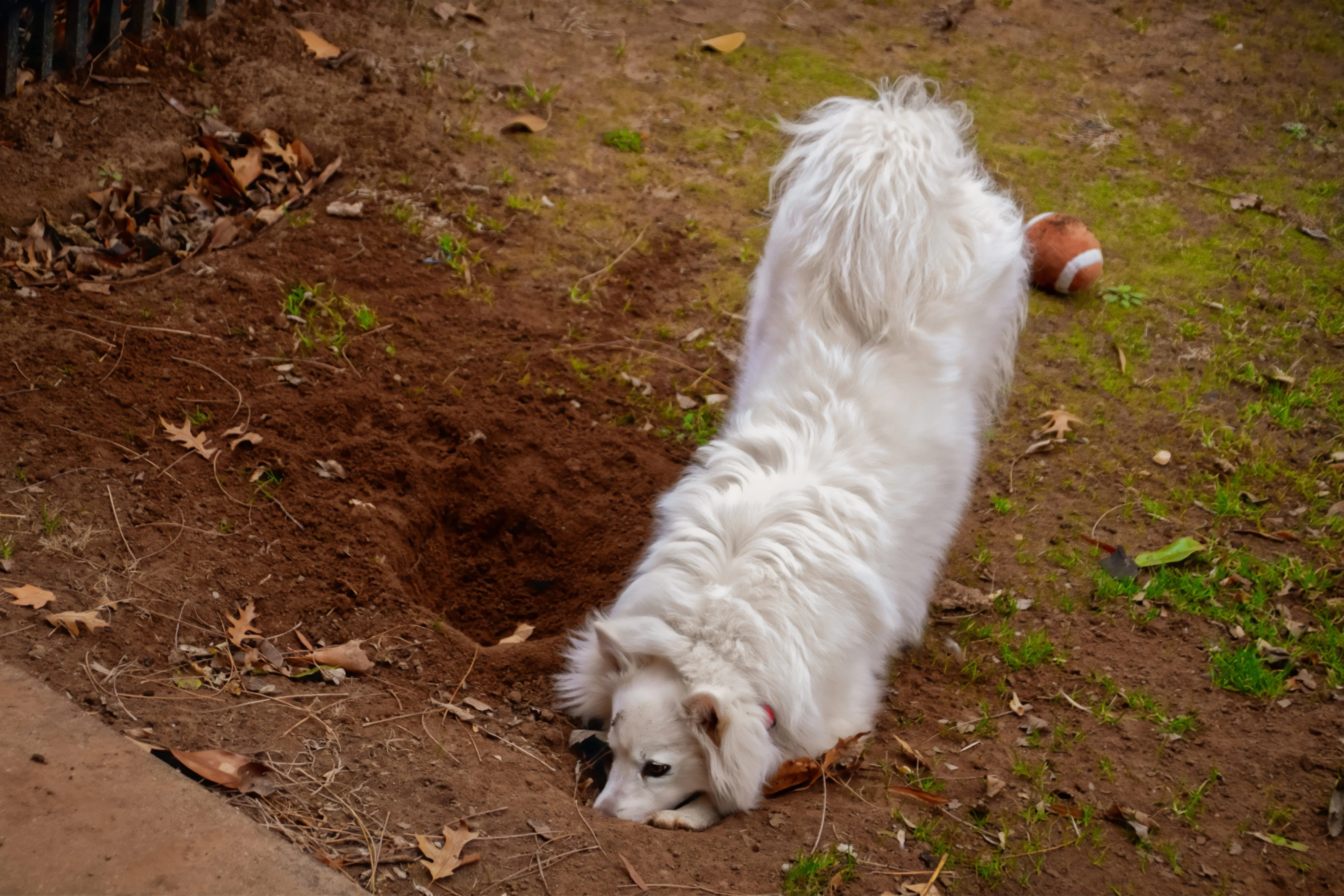 Причины рытья ям