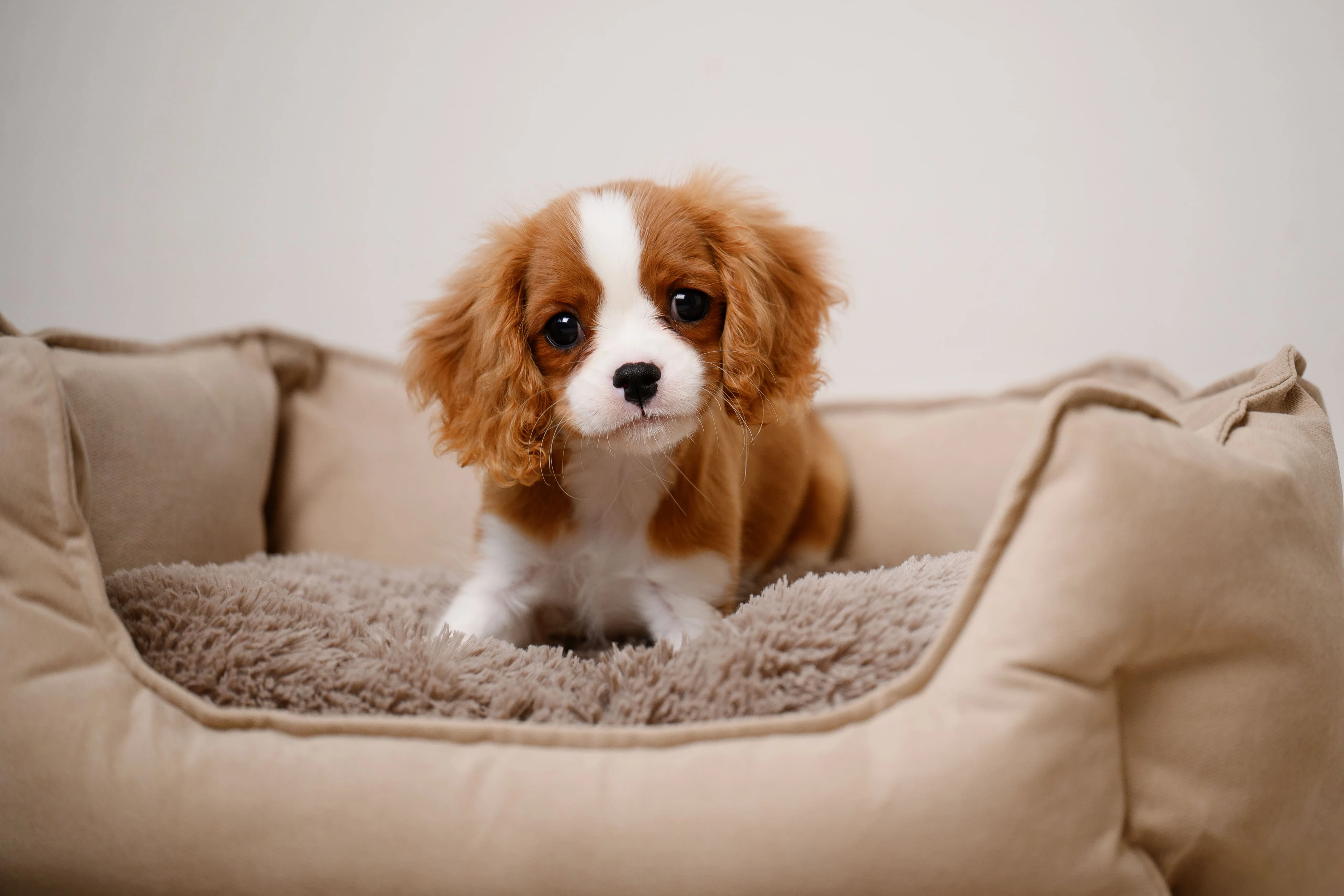 Приучение к месту