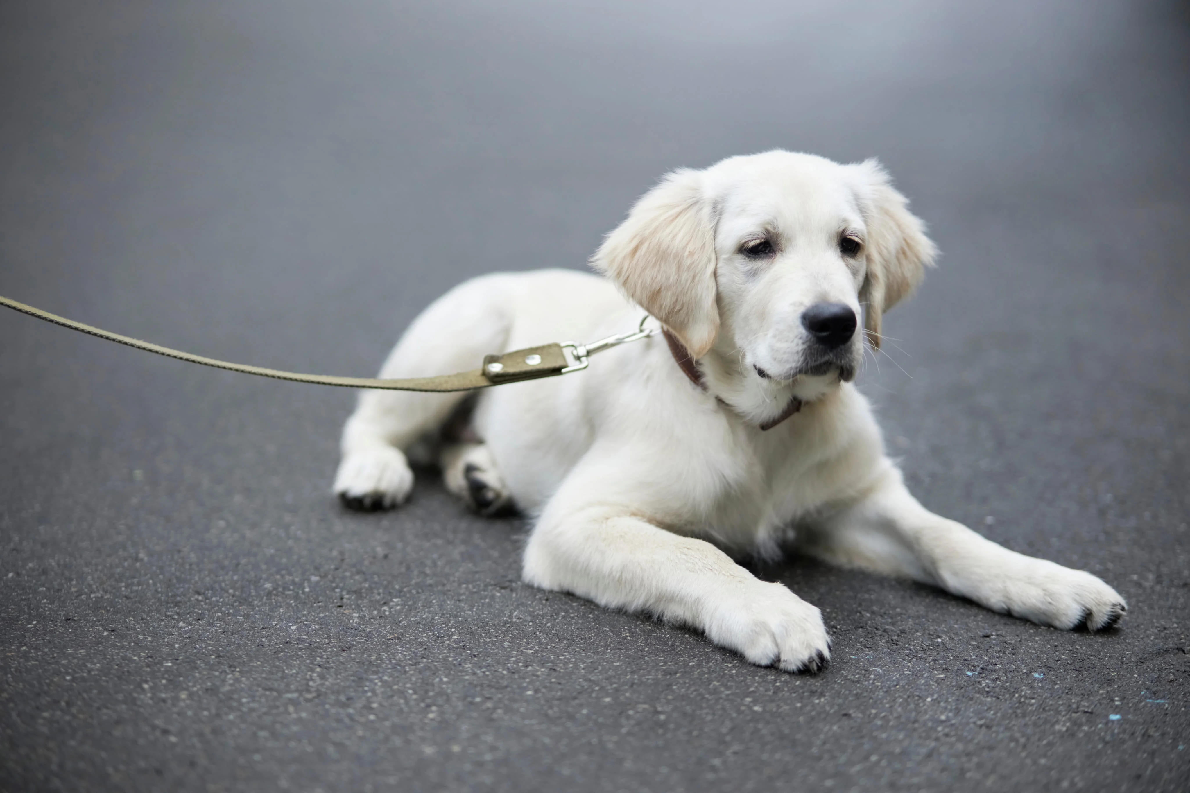 Щенок на прогулке