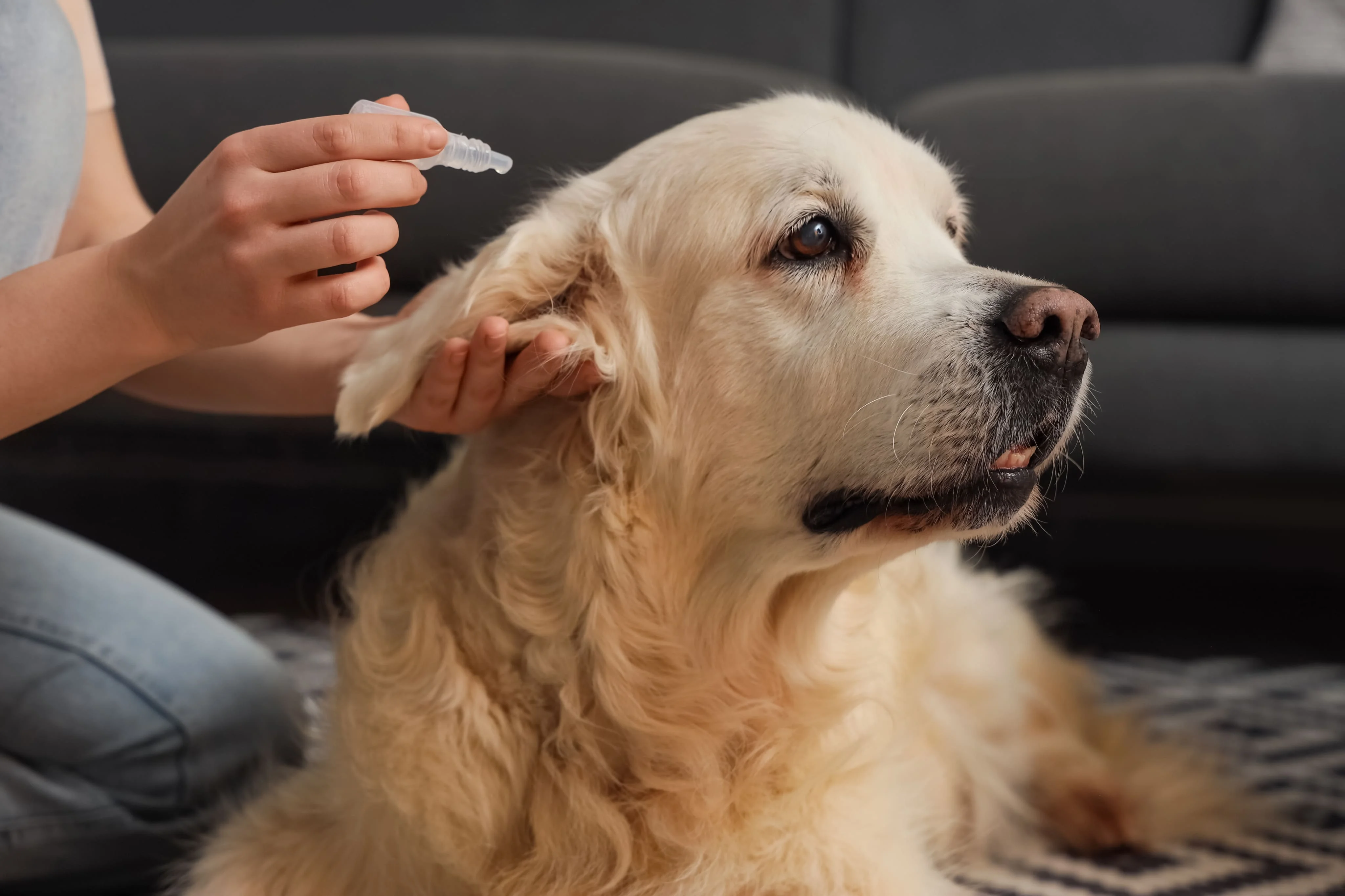 Лечение отита у собак