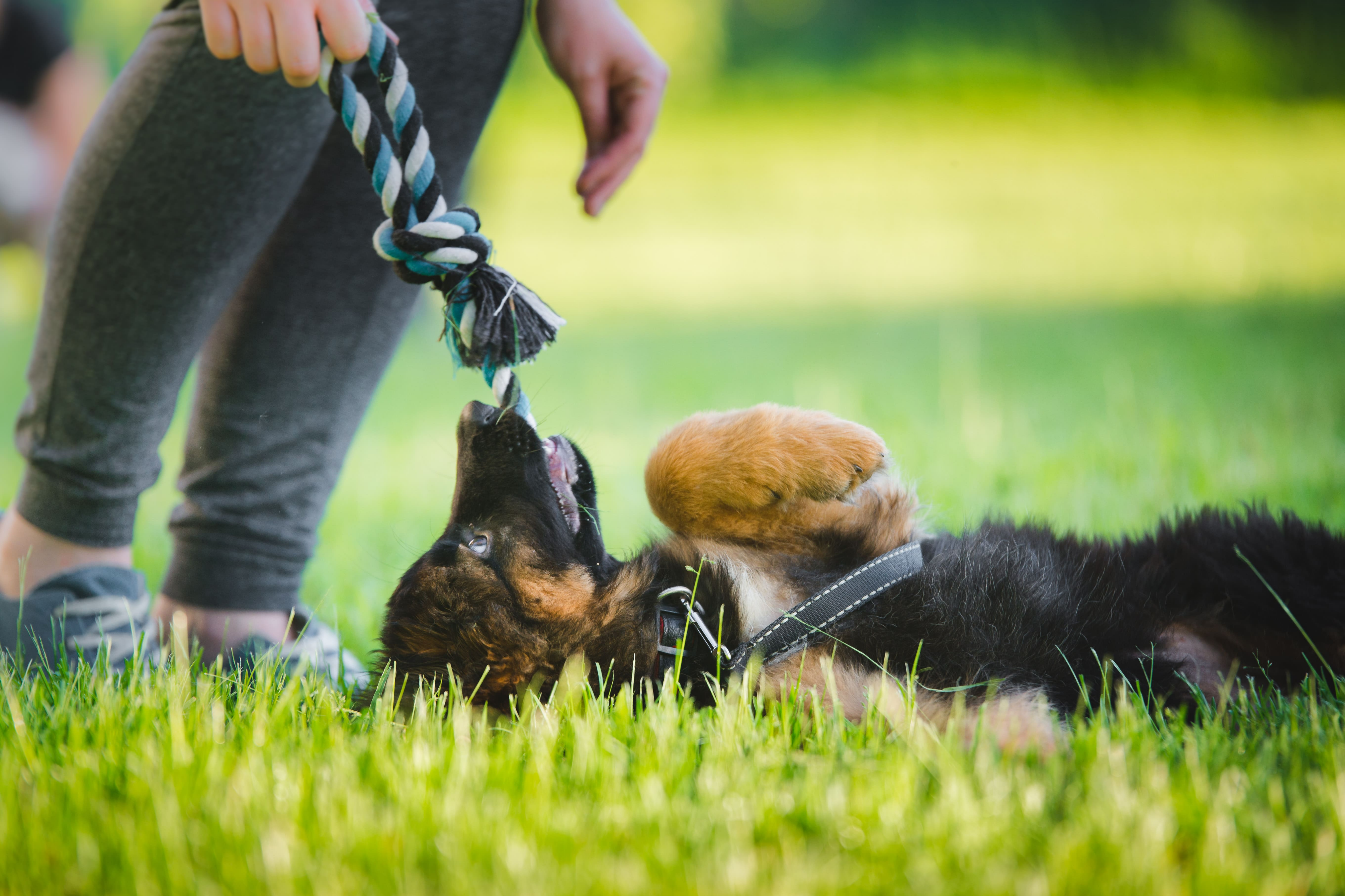 Особенности обучения разных пород 