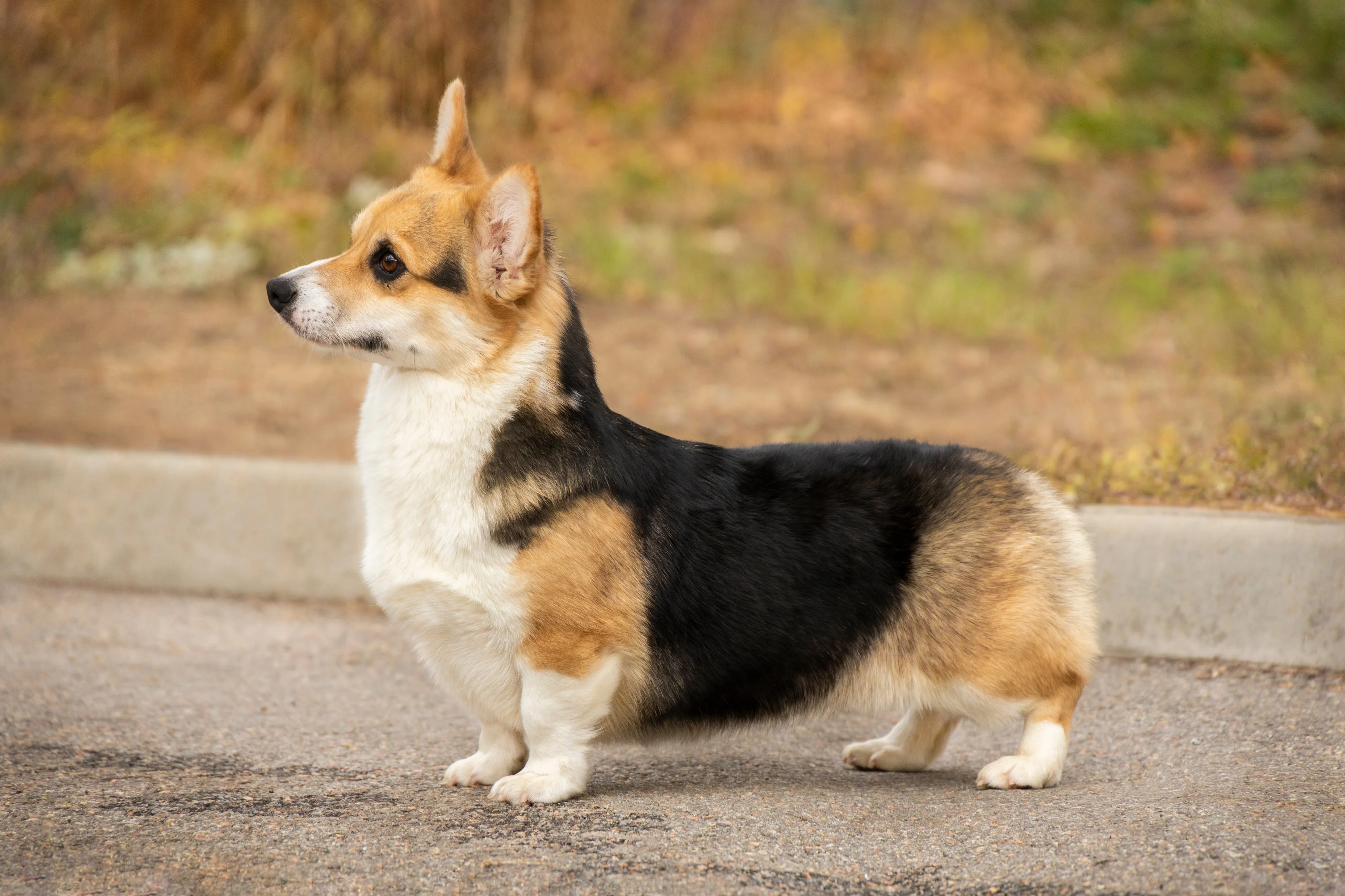 Поиск собаки