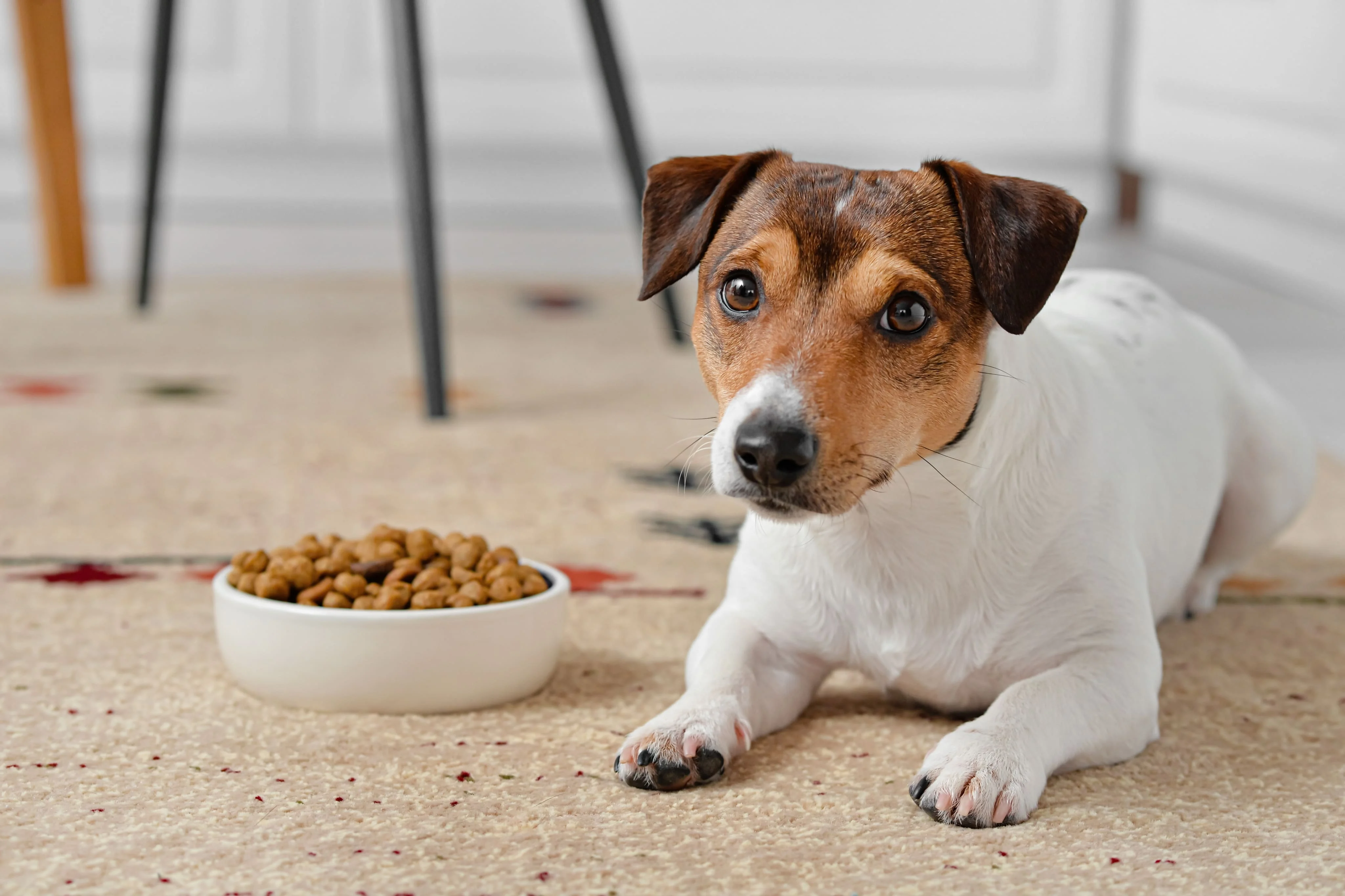 Пищевой инстинкт