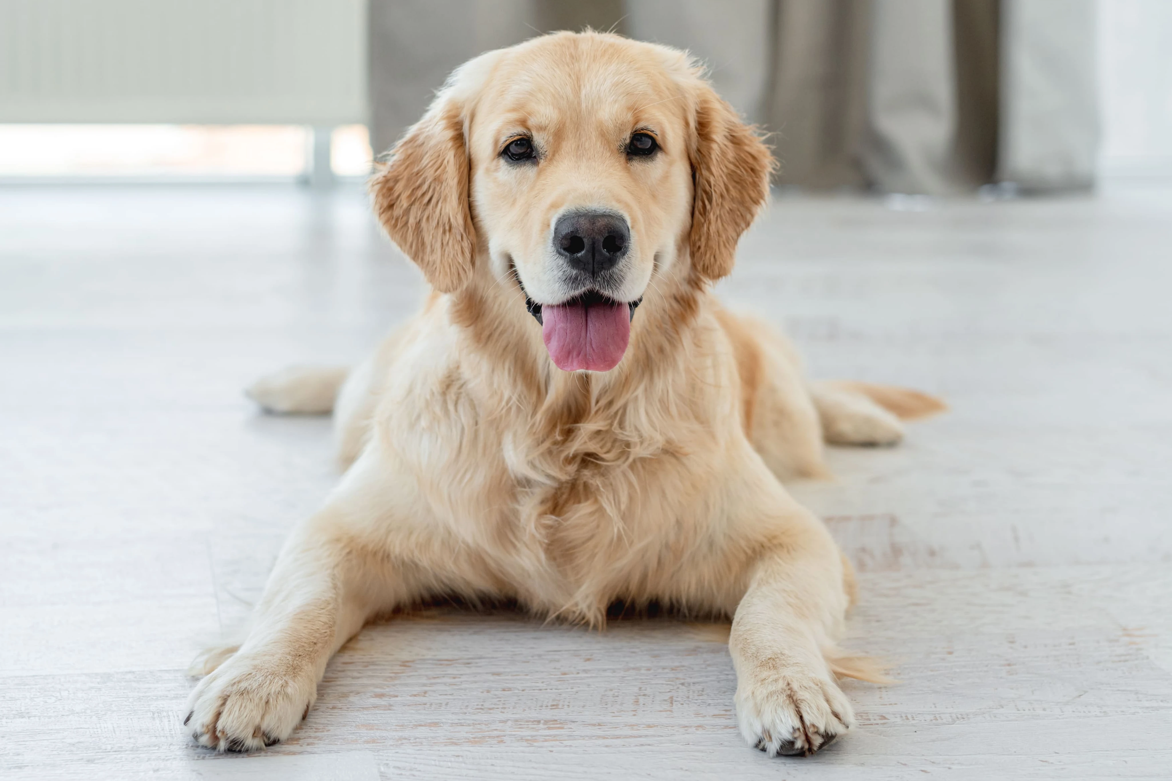 Что такое одышка у собак?