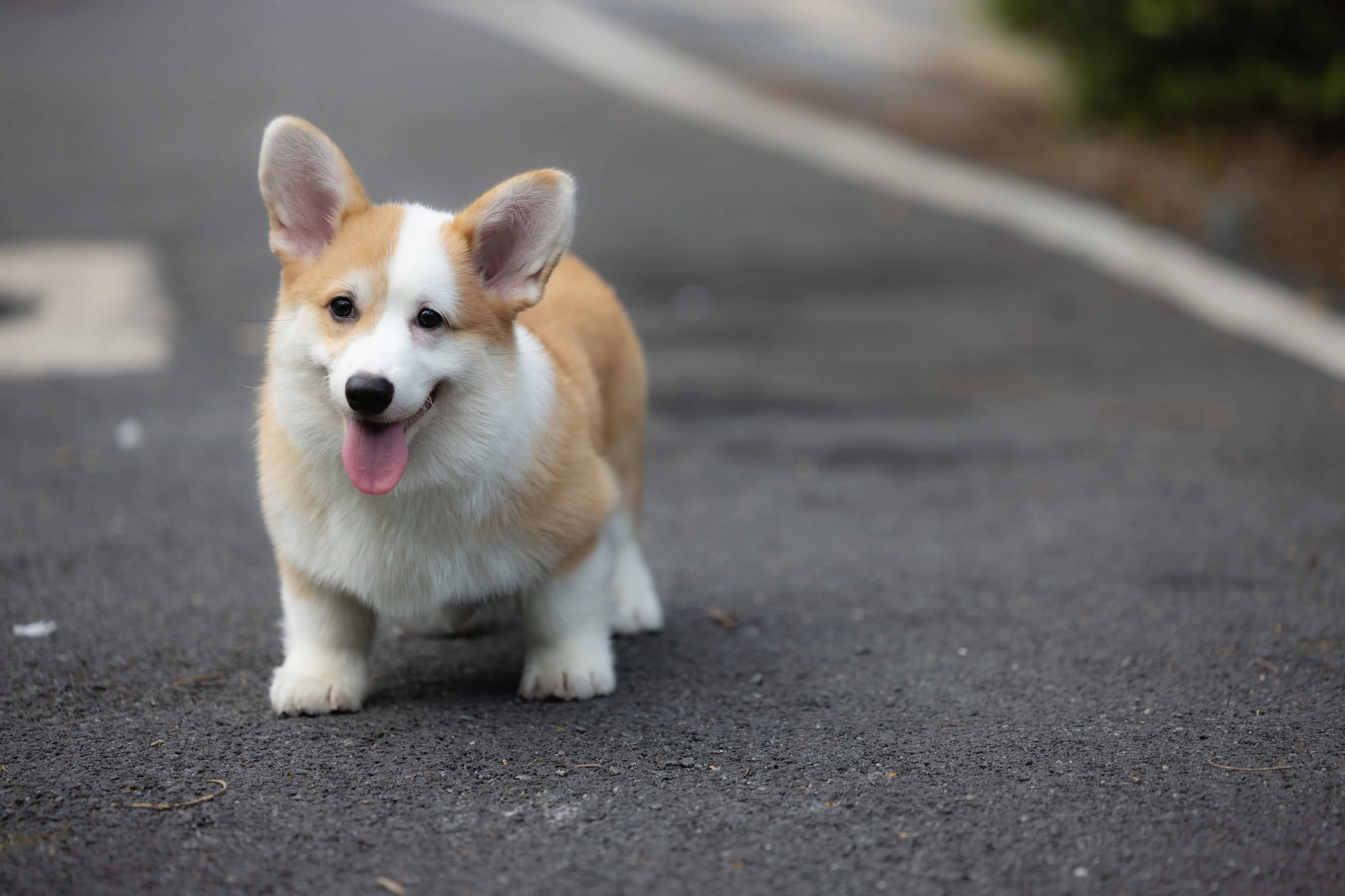 Необходимость стрижки когтей у собаки