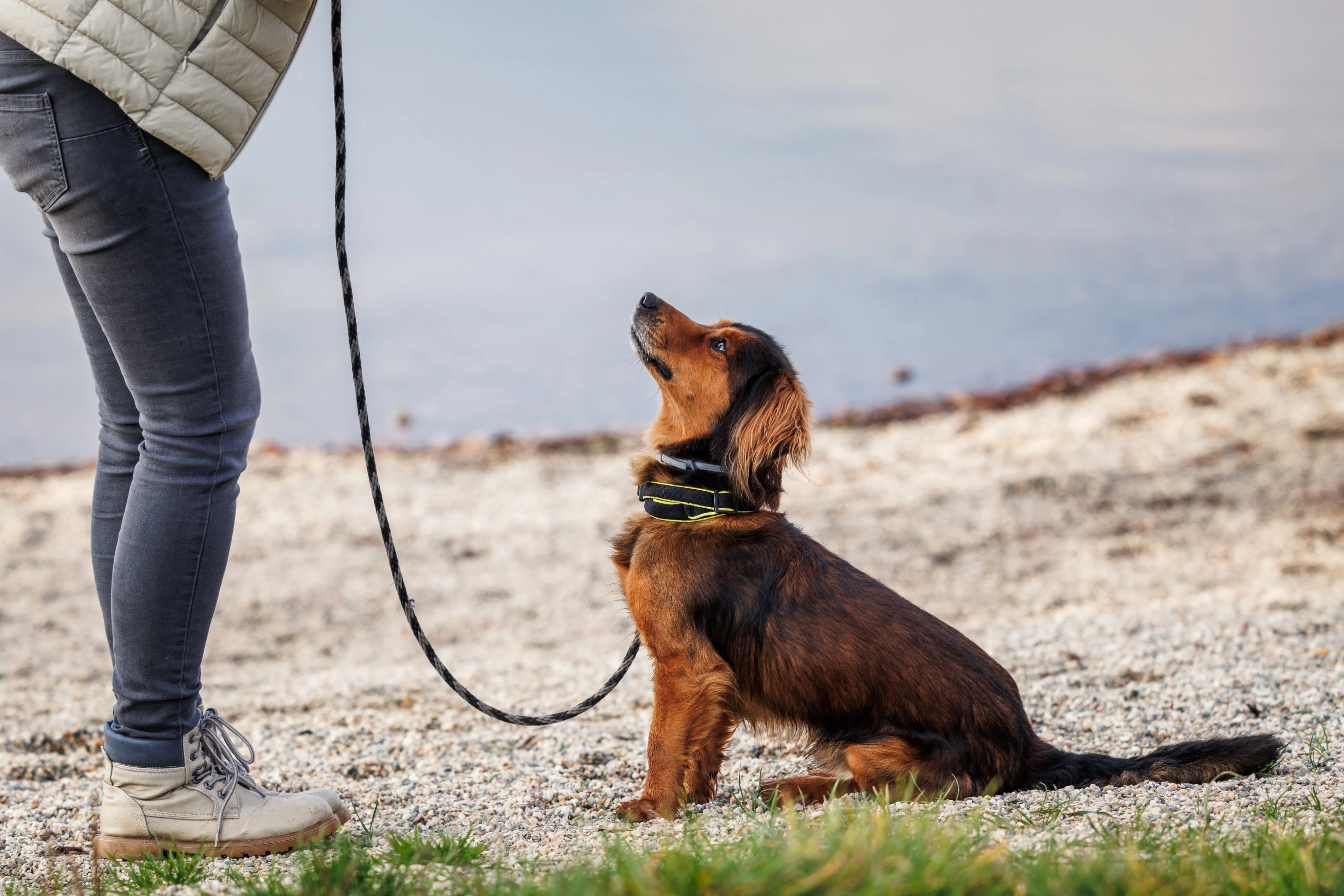 Обучение собак и подготовка к переезду